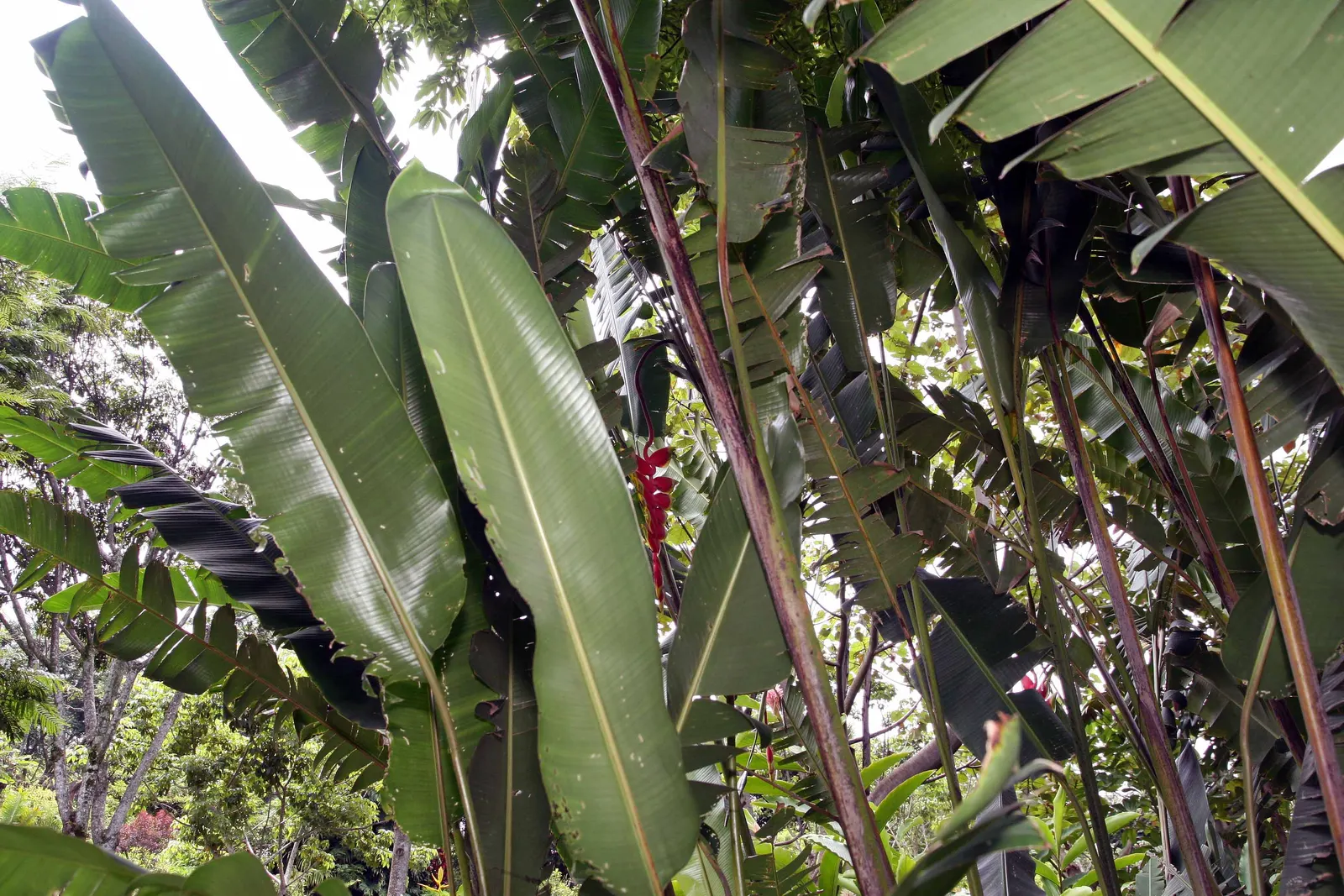 Hanging Lobster Claw (Heliconia Rostrata) — Originating from the rainforests of Central and South America; especially in regions that experience intense