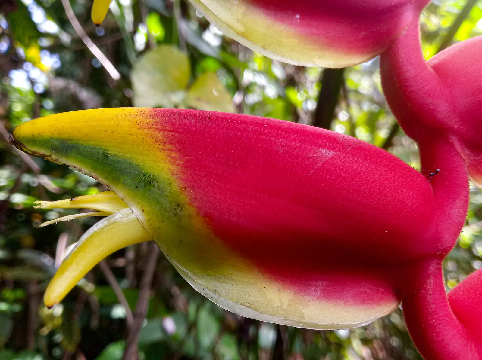 Hanging Lobster Claw (Heliconia Rostrata) — It thrives in partial to full sunlight but benefits from some shade in the hottest parts of the day; ensuring a