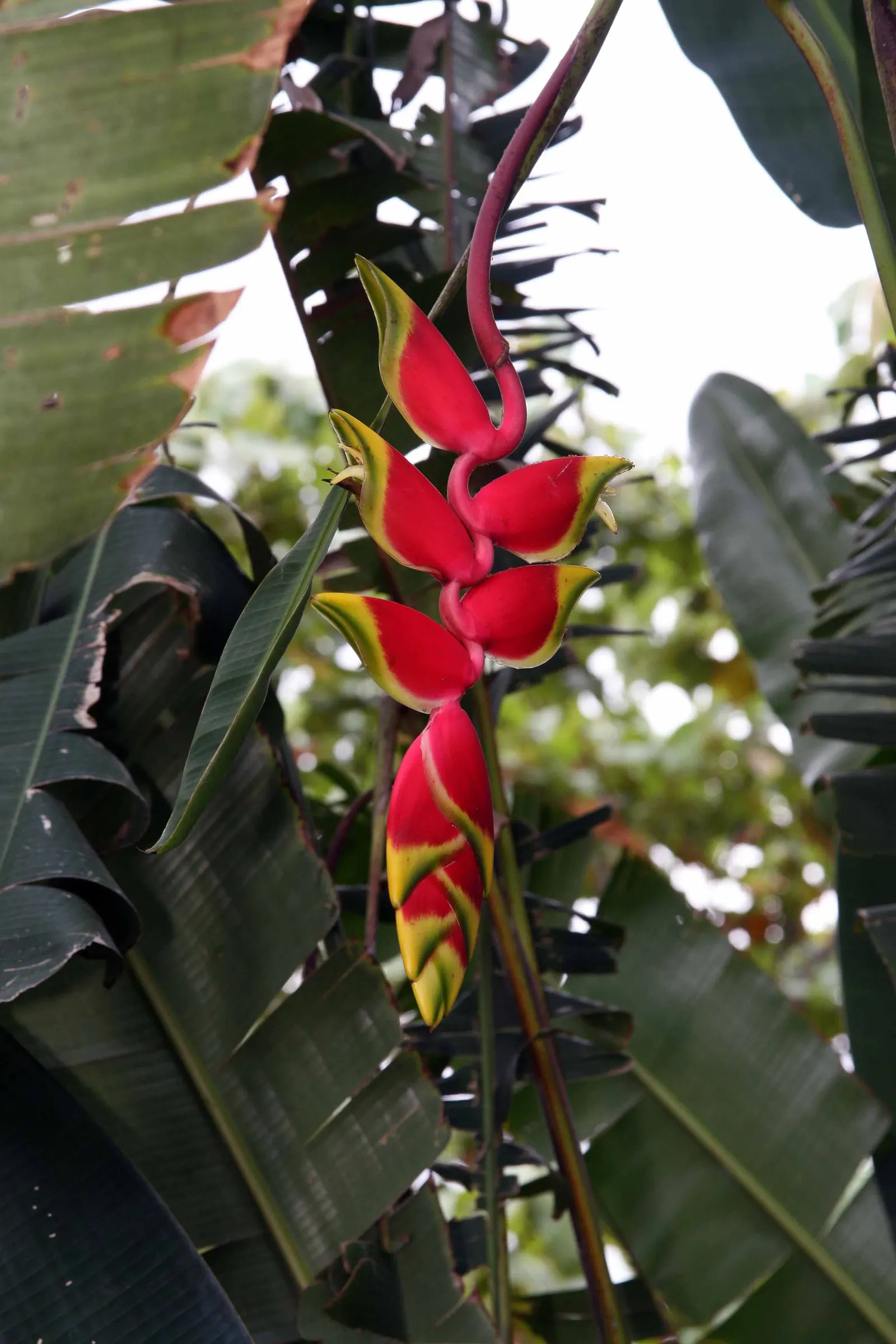 Hanging Lobster Claw (Heliconia Rostrata) — It thrives in partial to full sunlight but benefits from some shade in the hottest parts of the day, image 101