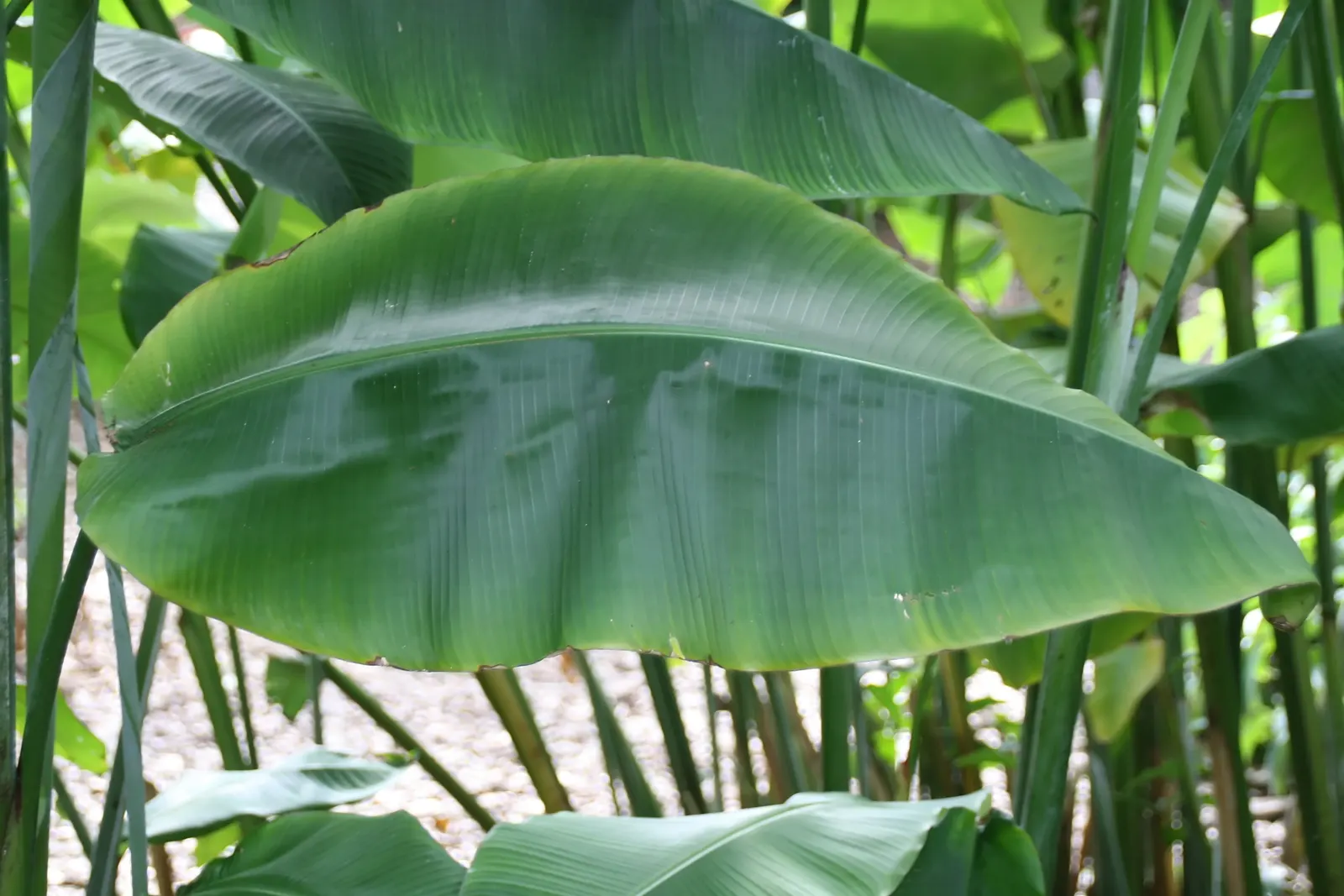 Hanging Lobster Claw (Heliconia Rostrata) — green and multi-colored and red flowers in the garden; the distinctive bracts present a vivid red to, image 110