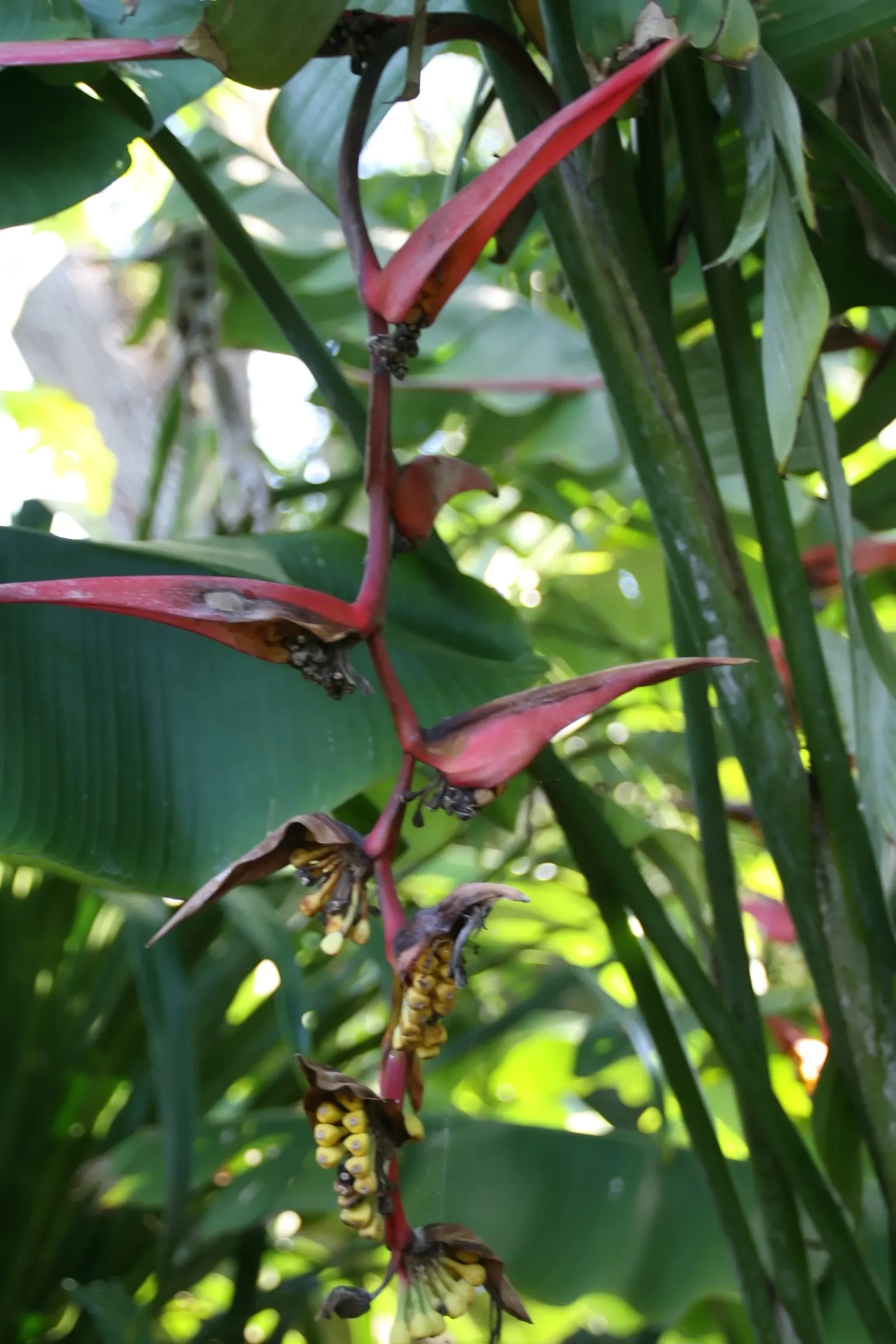 Hanging Lobster Claw (Heliconia Rostrata) — lance-shaped leaves that can grow to a length of 2 to 3 feet; ensuring a lush display for any exotic, image 69