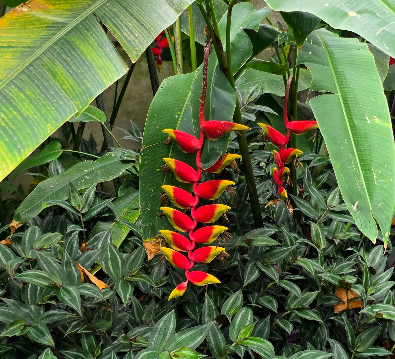 Hanging Lobster Claw (Heliconia Rostrata) — offering a bold contrast against the lush green foliage; ensuring that seasonal frosts do not threaten, image 68
