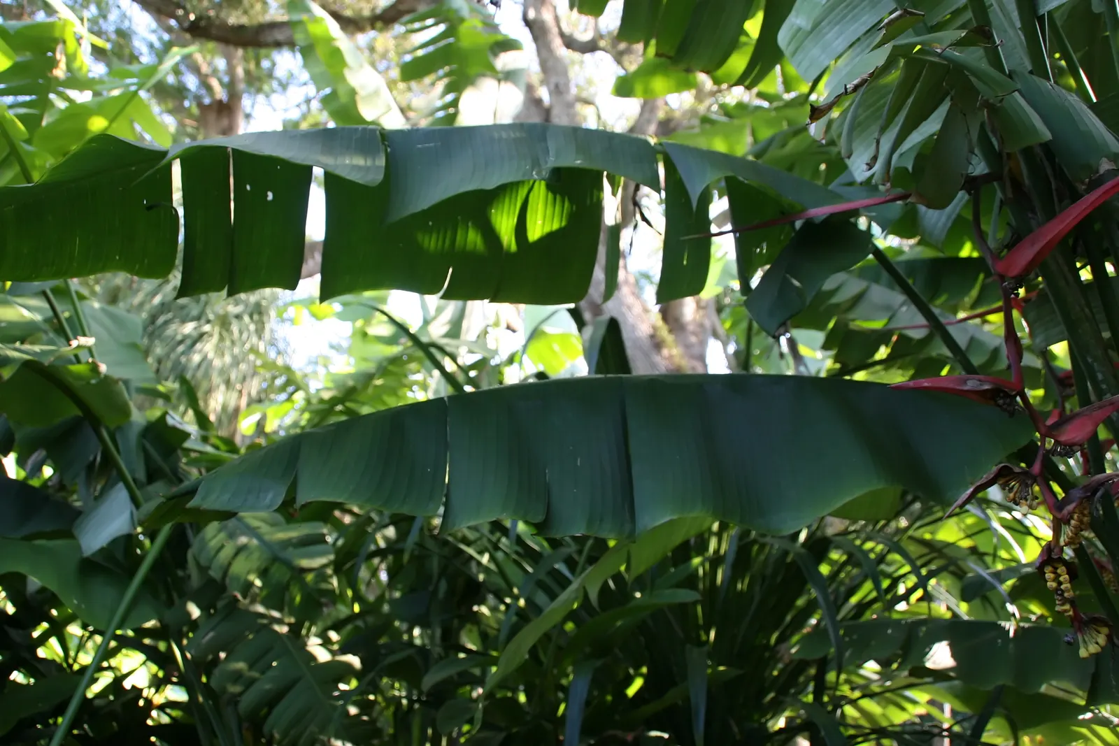 Hanging Lobster Claw (Heliconia Rostrata) — It thrives in partial to full sunlight but benefits from some shade in the hottest parts of the day, image 73