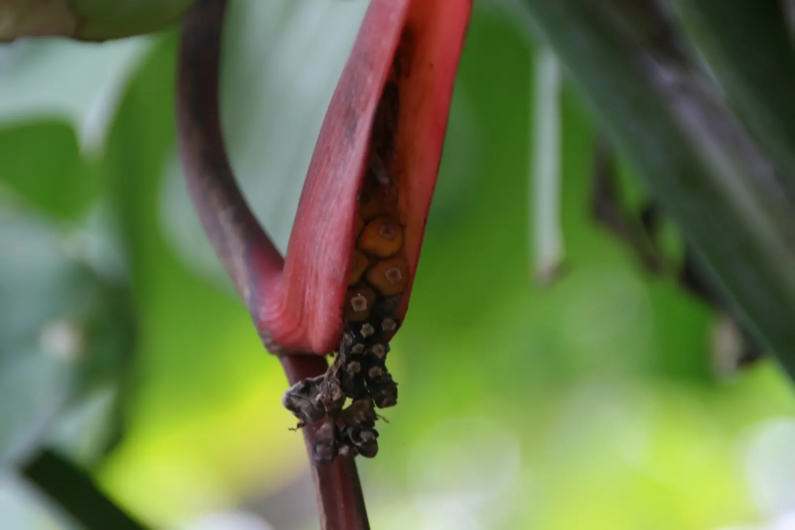 Hanging Lobster Claw (Heliconia Rostrata) — green and multi-colored and red flowers in the garden; the distinctive bracts present a vivid red to, image 82