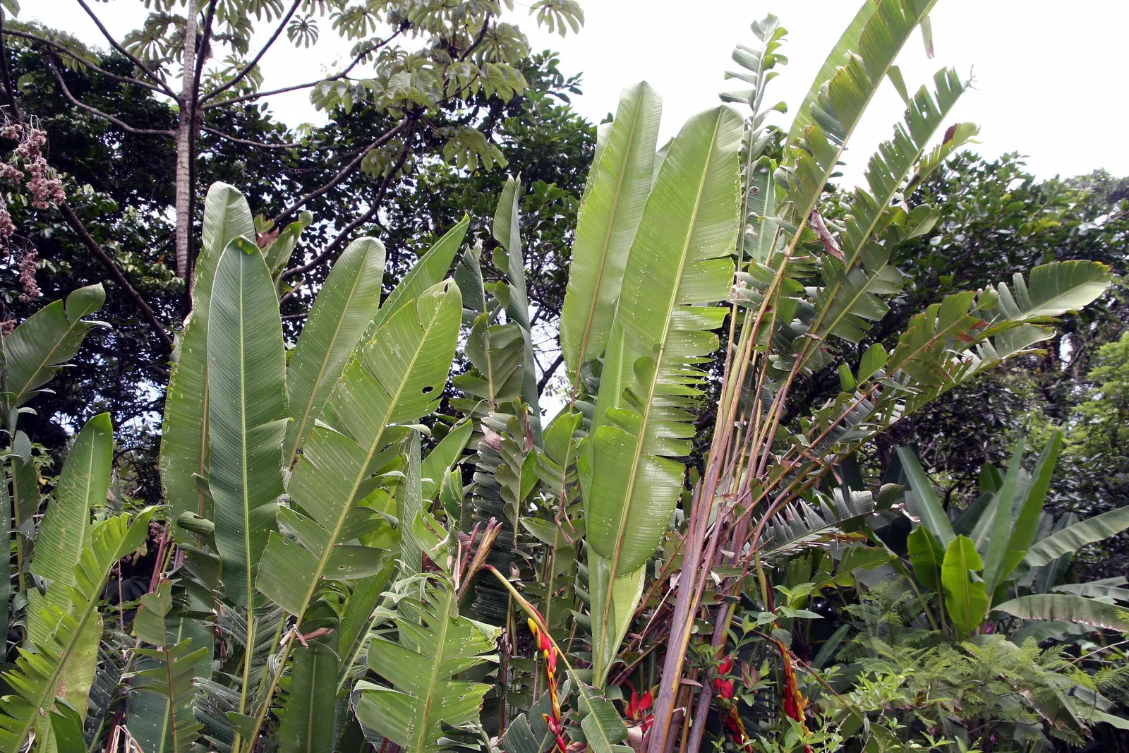 Hanging Lobster Claw (Heliconia Rostrata) — It's important to note that Heliconia rostrata flourishes in USDA Hardiness Zones 10 to 13; ensuring, image 80