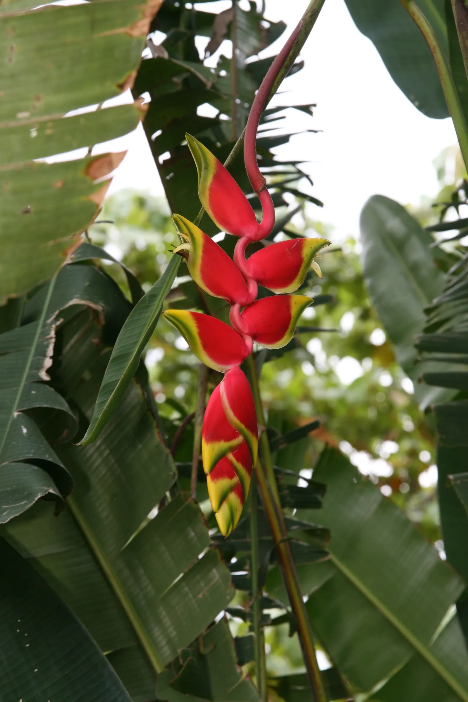 Hanging Lobster Claw (Heliconia Rostrata) — Heliconia rostrata requires a well-draining soil rich in organic matter; ensuring that seasonal frosts do not