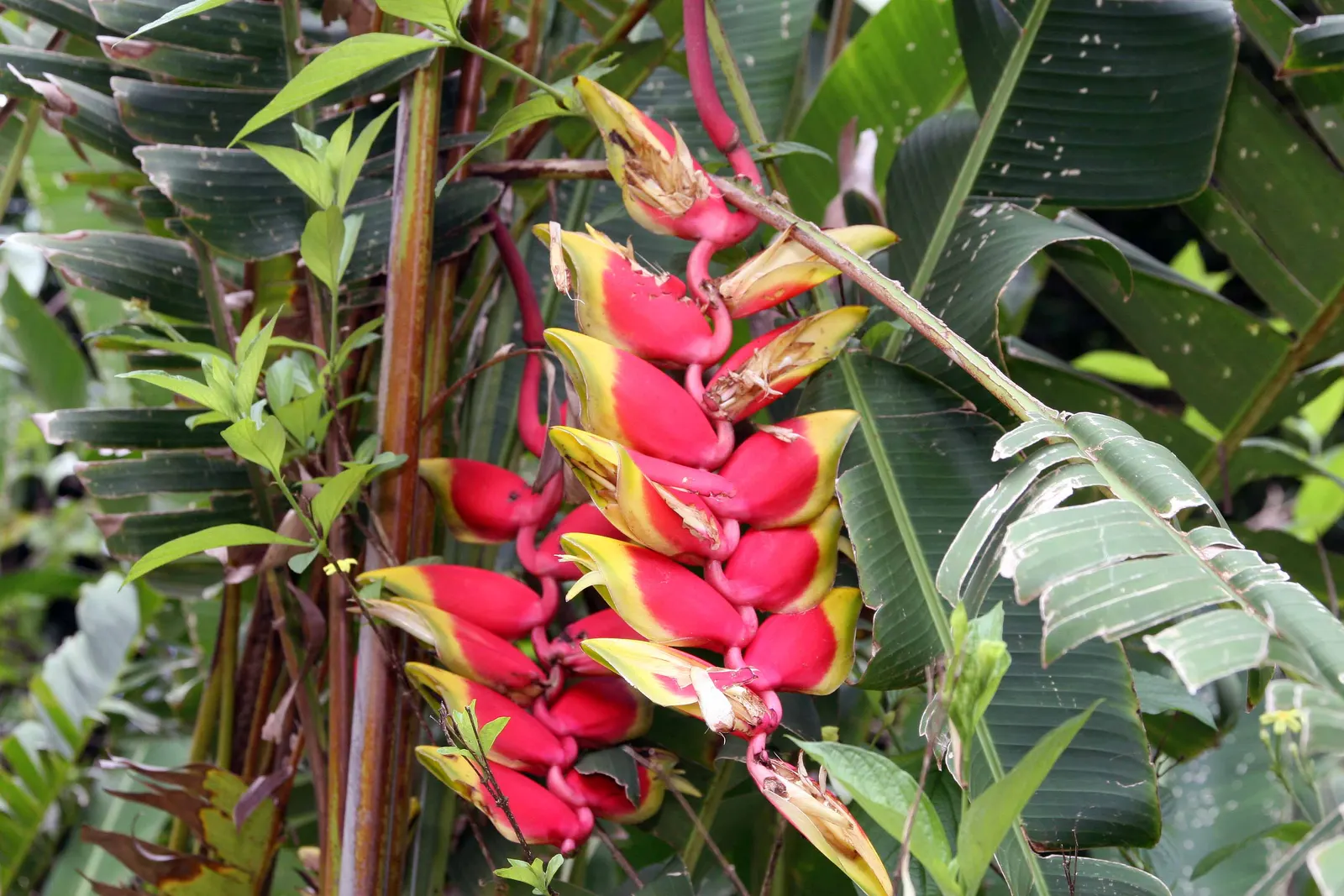 Hanging Lobster Claw (Heliconia Rostrata) — this eye-catching plant is known for its vividly colored; ensuring that seasonal frosts do not threaten, image 92