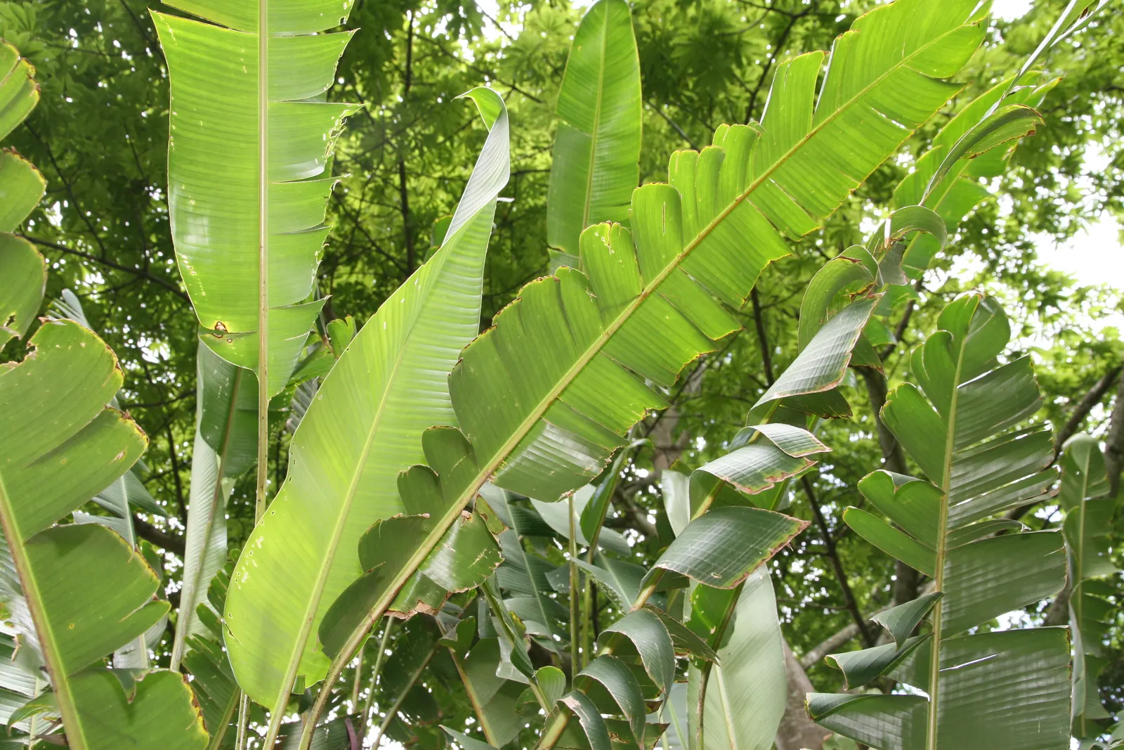 Hanging Lobster Claw (Heliconia Rostrata) — Heliconia rostrata requires a well-draining soil rich in organic matter; ensuring that seasonal frosts, image 100