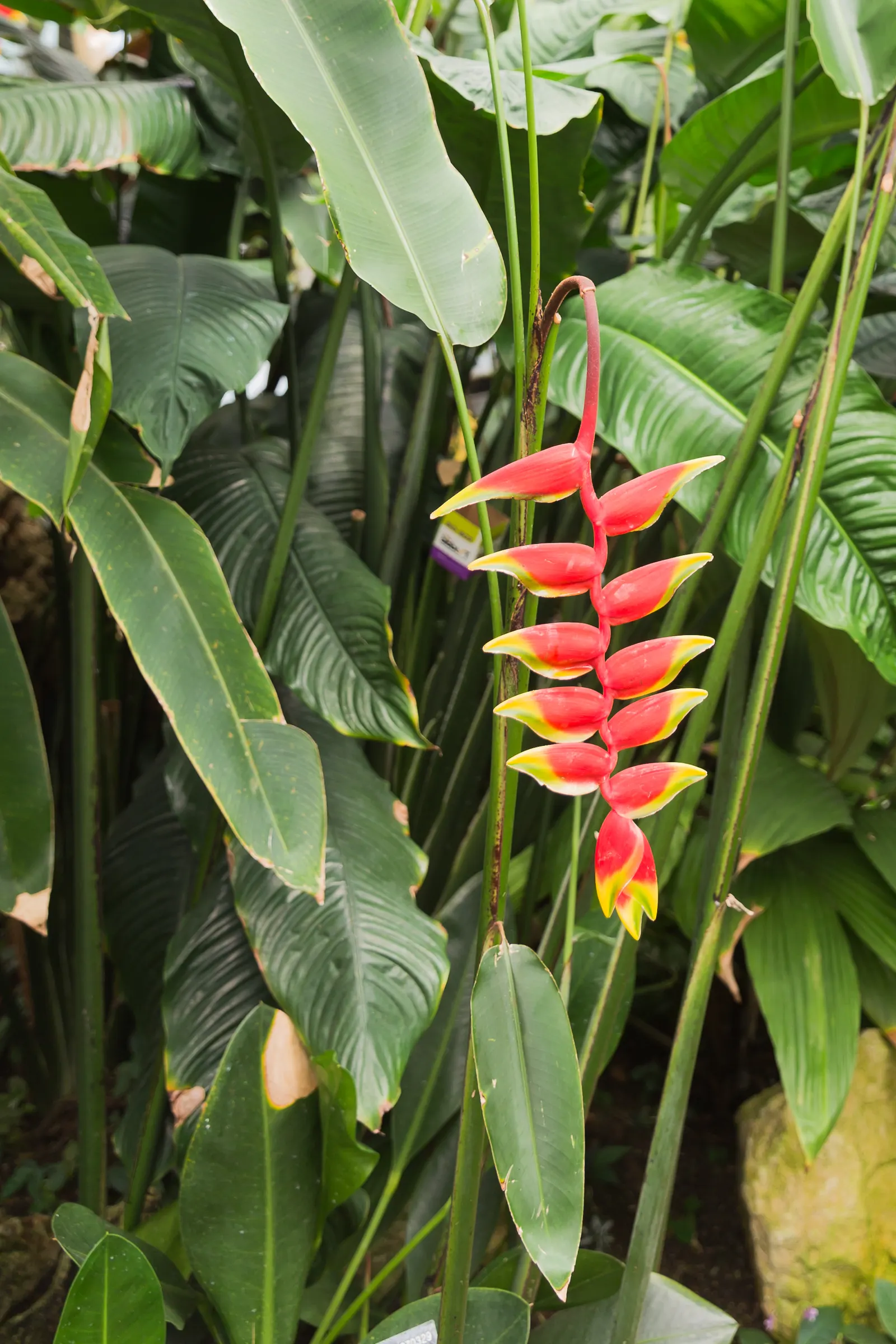 Hanging Lobster Claw (Heliconia Rostrata) — the distinctive bracts present a vivid red to orange hue with occasional hints of yellow and green