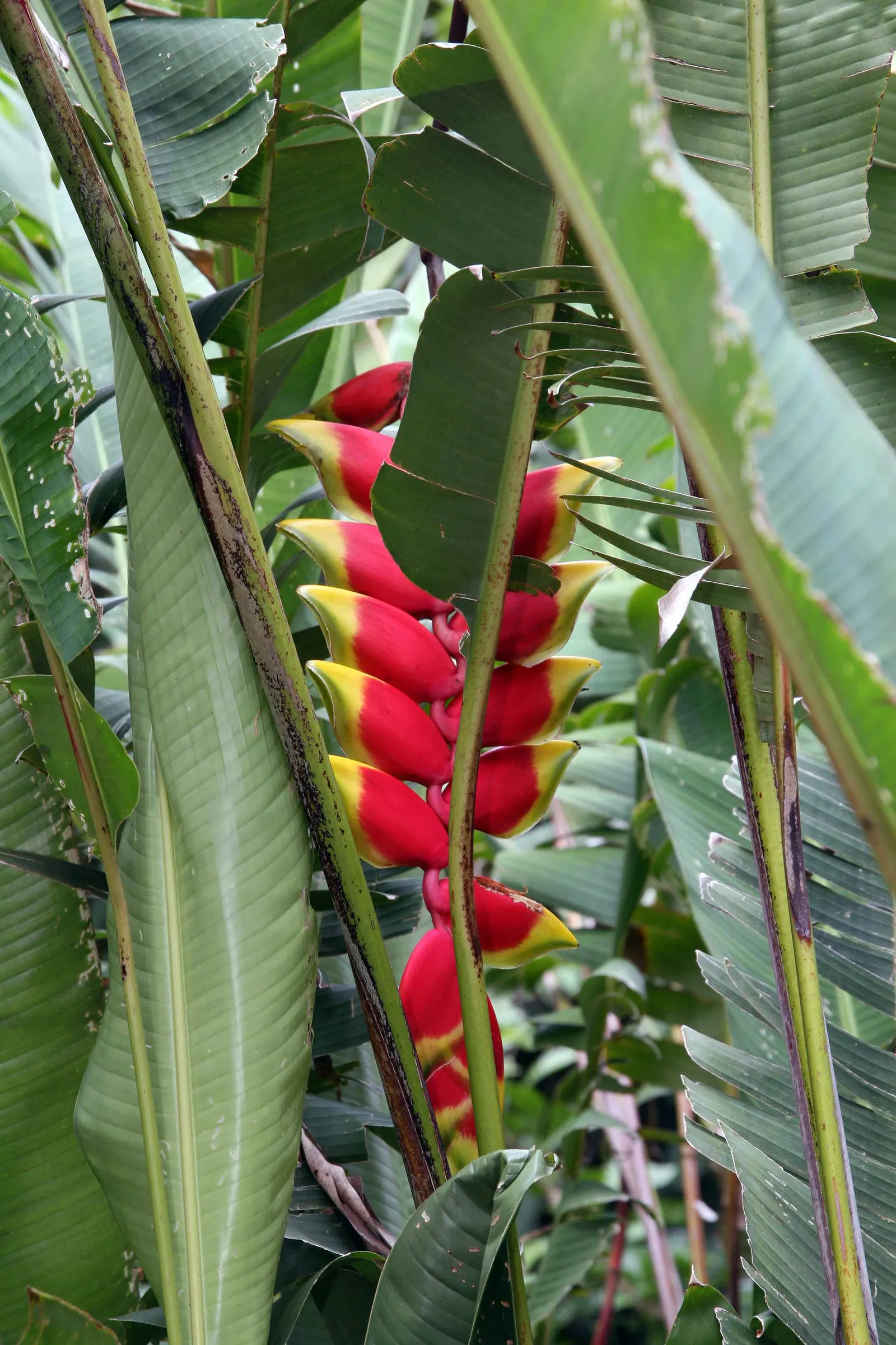 Hanging Lobster Claw (Heliconia Rostrata) — hence its common name.<br><br>When integrated into a landscape; the distinctive bracts present a vivid, image 66