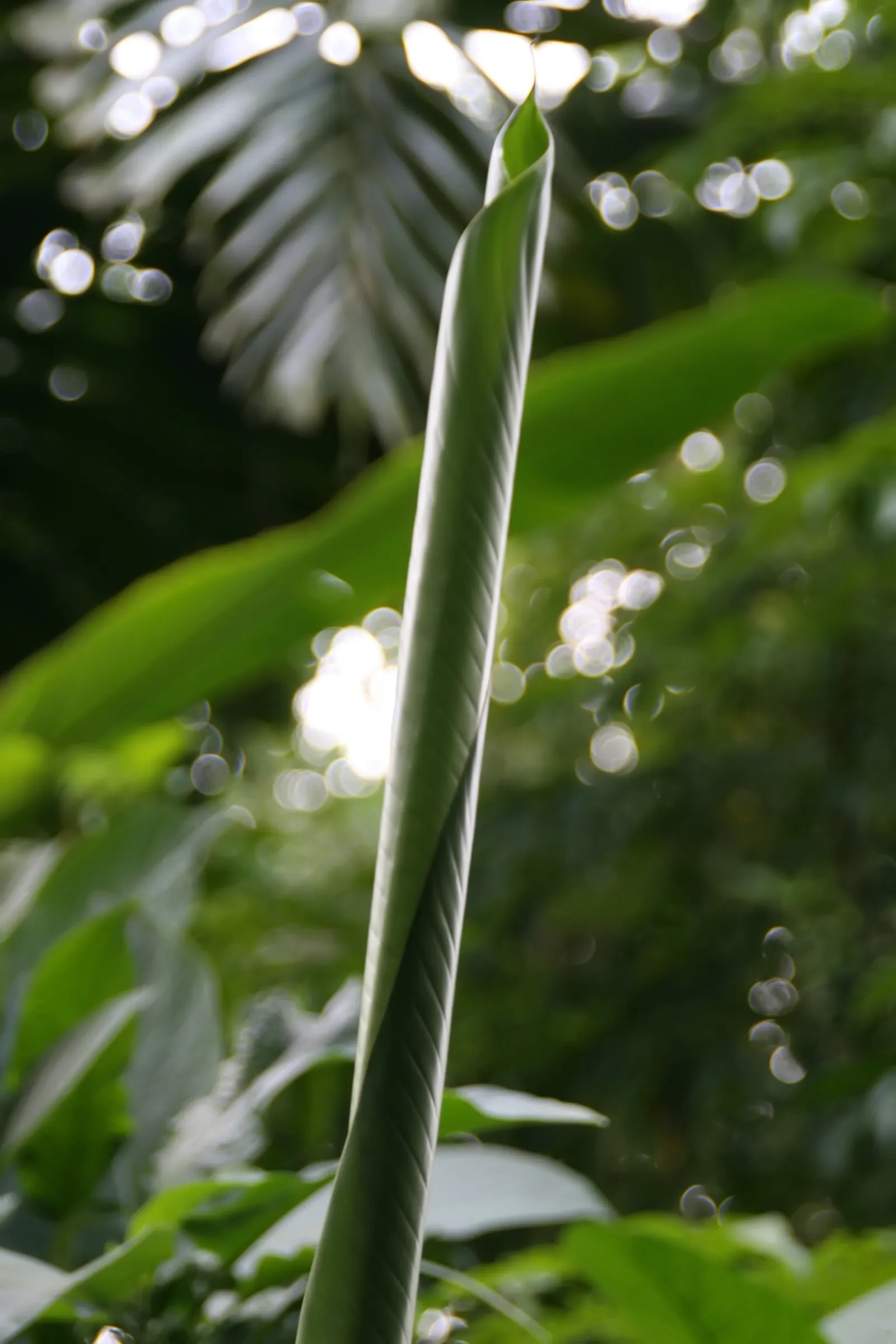 Hanging Lobster Claw (Heliconia Rostrata) — stretching upwards on stiff; the distinctive bracts present a vivid red to orange hue with occasional, image 70
