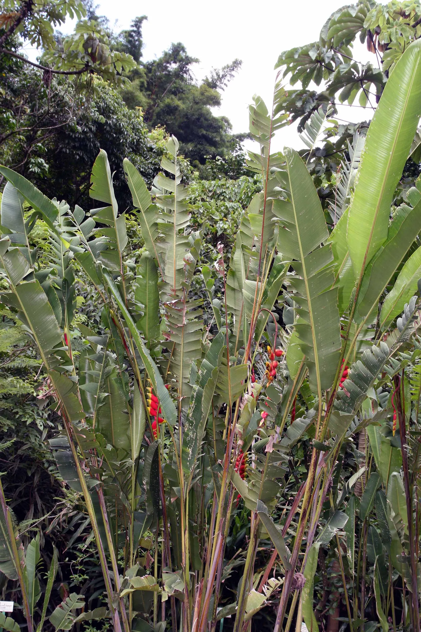 Hanging Lobster Claw (Heliconia Rostrata) — This eye-catching plant reaches up to 3-5 feet tall, with each flower around 12-30 inches long