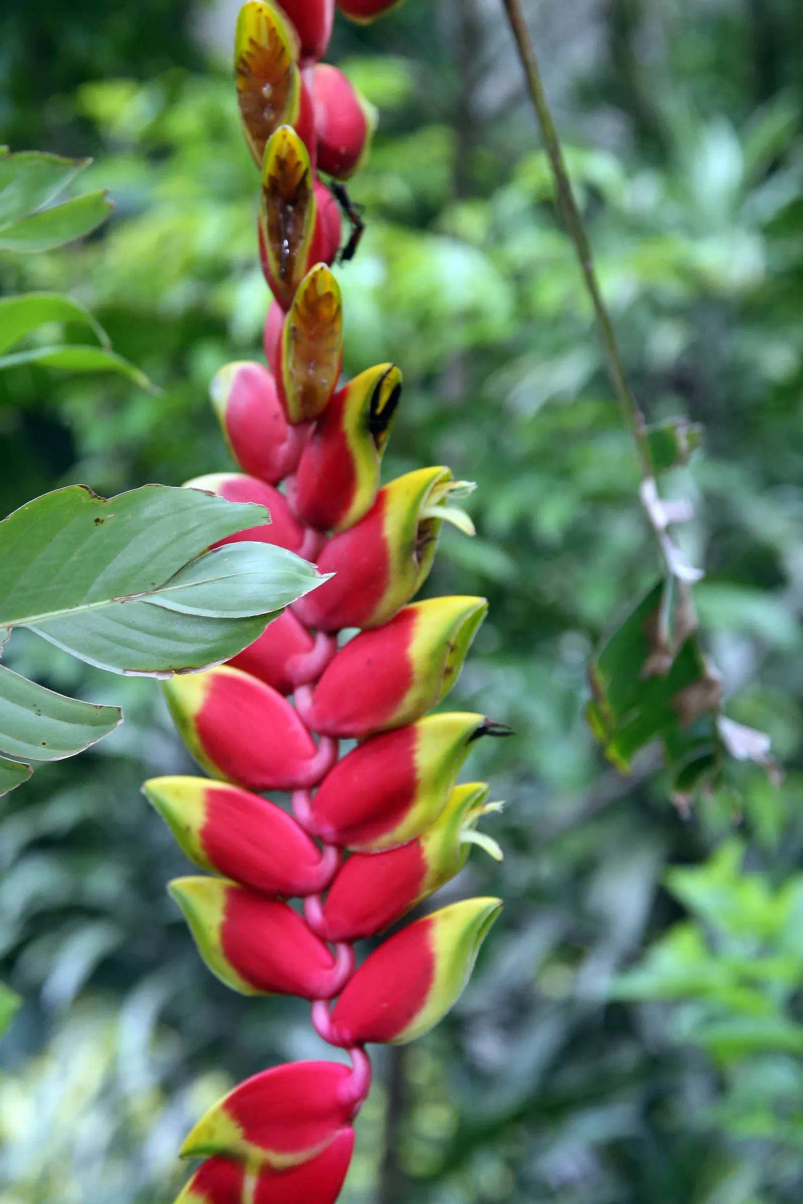Hanging Lobster Claw (Heliconia Rostrata) — upright stems that can reach heights of 3 to 6 feet.<br><br>For optimal growth; especially in regions, image 99