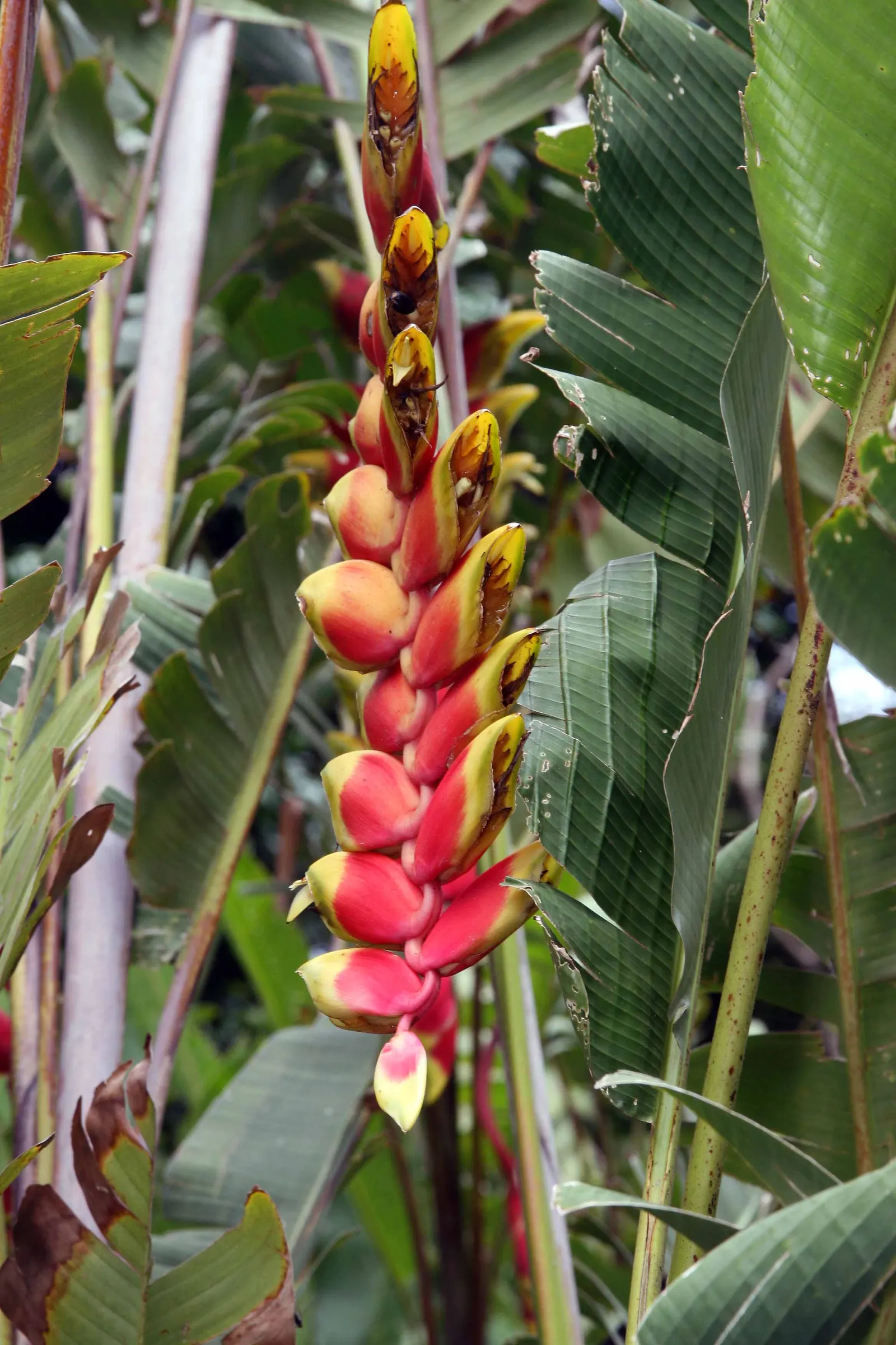 Hanging Lobster Claw (Heliconia Rostrata) — pendulous inflorescences that resemble the claws of a lobster; ensuring a lush display for any exotic, image 93