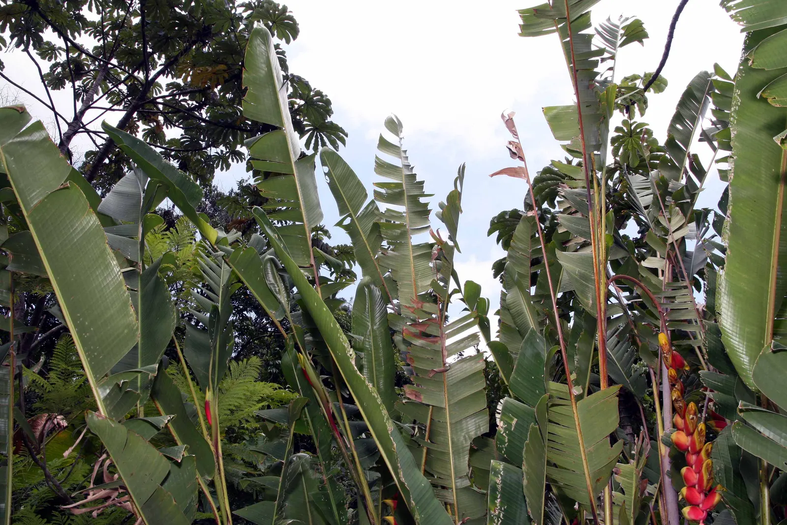 Hanging Lobster Claw (Heliconia Rostrata) — This eye-catching plant reaches up to 3-5 feet tall, with each flower around 12-30 inches long, image 57
