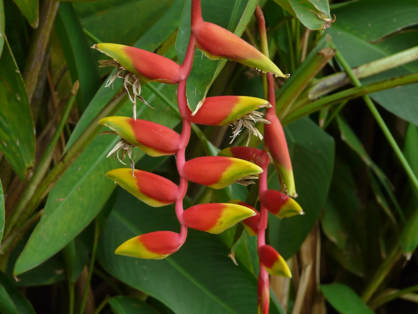 Hanging Lobster Claw (Heliconia Rostrata) — the distinctive bracts present a vivid red to orange hue with occasional hints of yellow and green, image 123