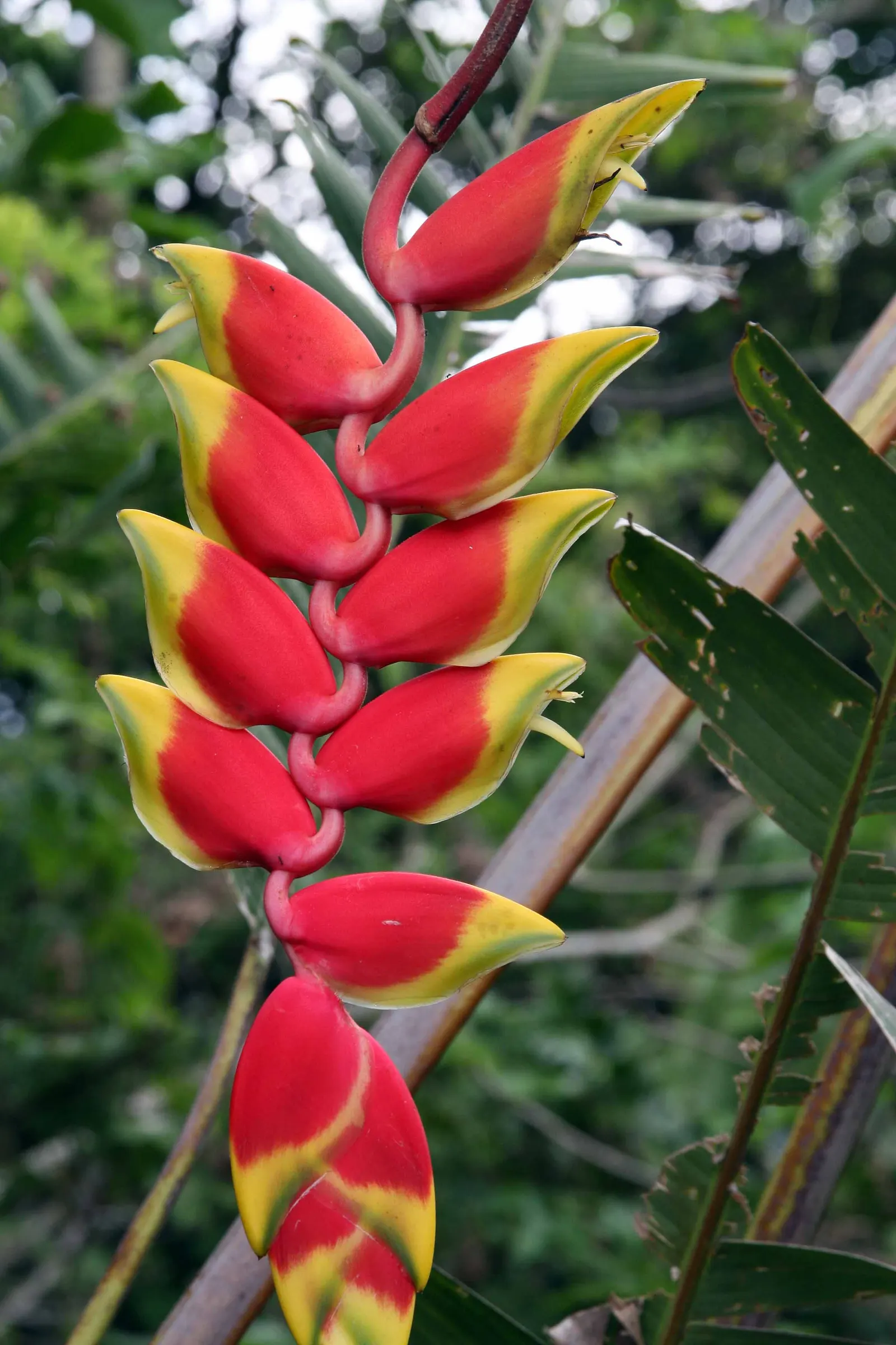 Hanging Lobster Claw (Heliconia Rostrata) — Generous watering and high humidity replicate its native rainforest environment; especially in regions, image 59