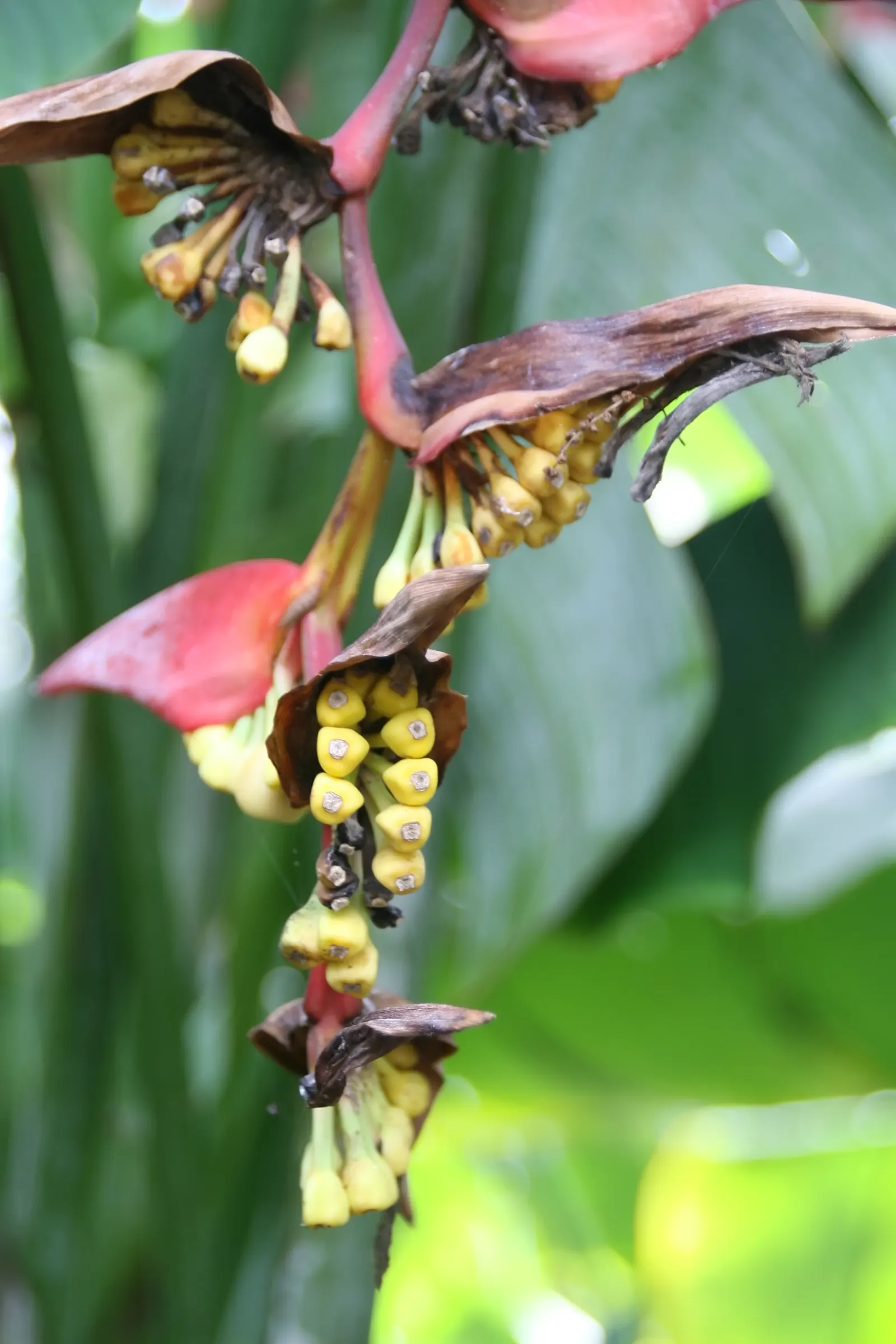 Hanging Lobster Claw (Heliconia Rostrata) — or as a solitary specimen in more intimate settings