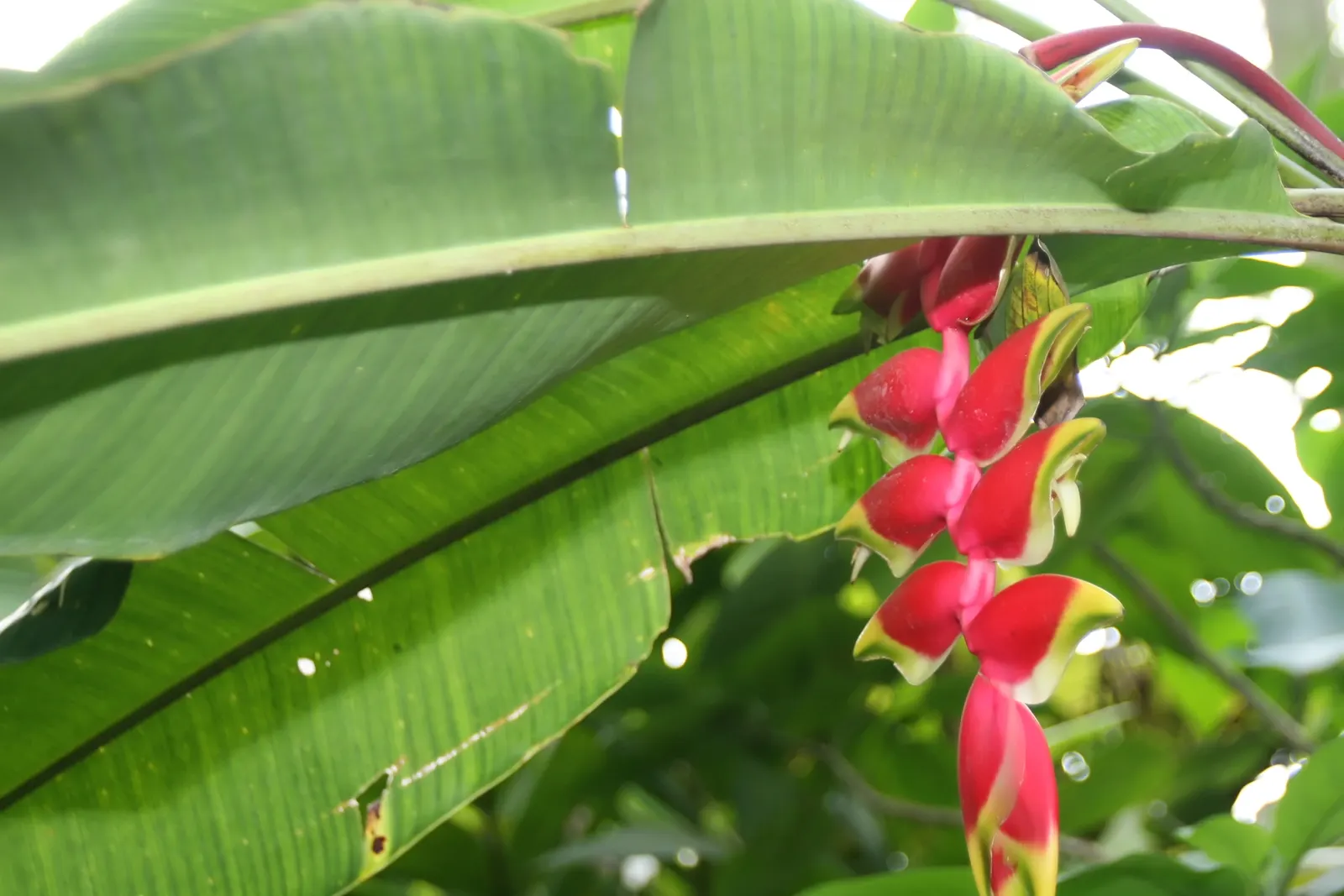 Hanging Lobster Claw (Heliconia Rostrata) — or as a solitary specimen in more intimate settings; especially in regions that experience intense, image 107