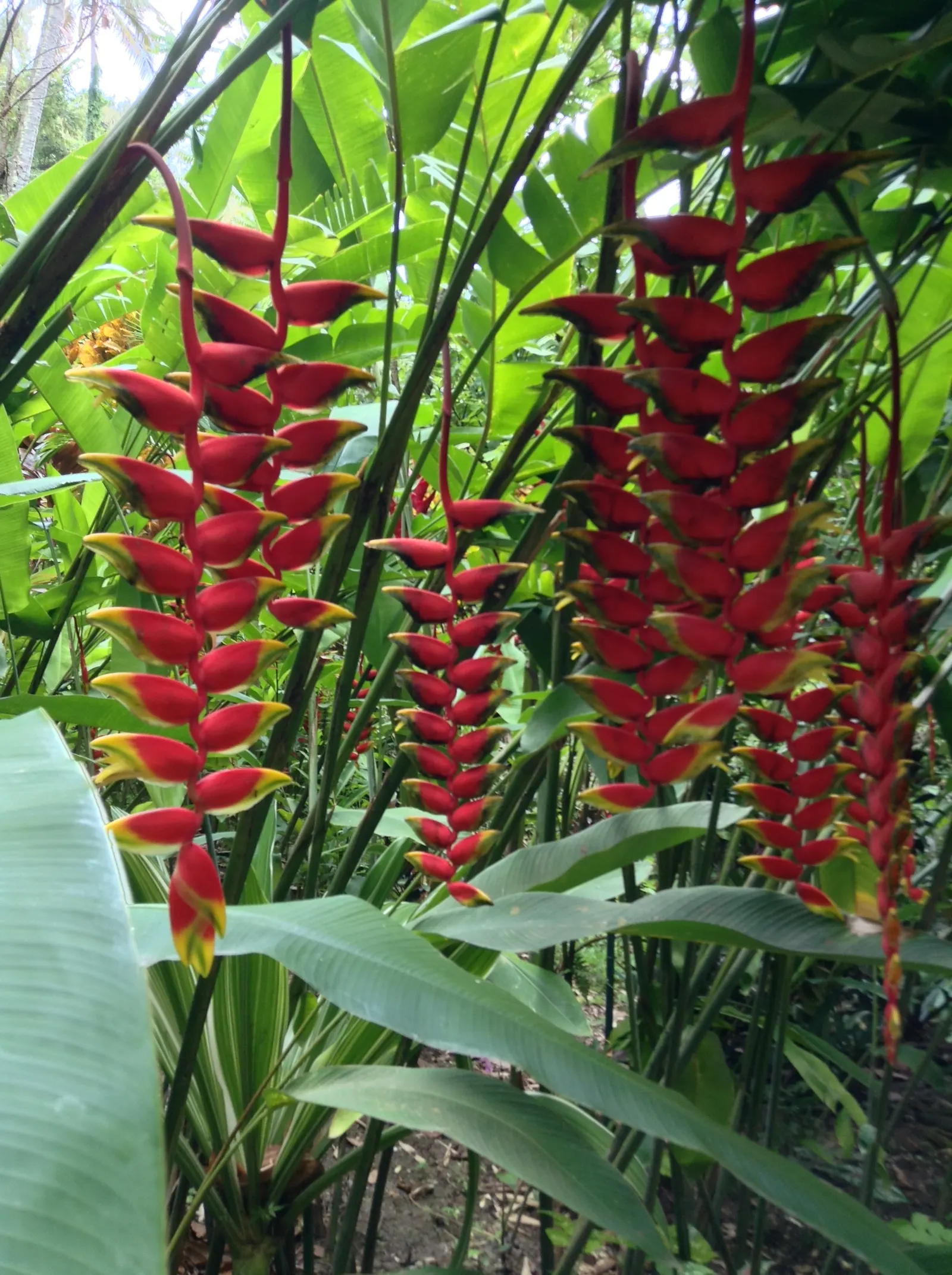 Hanging Lobster Claw (Heliconia Rostrata) — is a striking tropical perennial that brings an exotic splash to any landscape design; the distinctive bracts