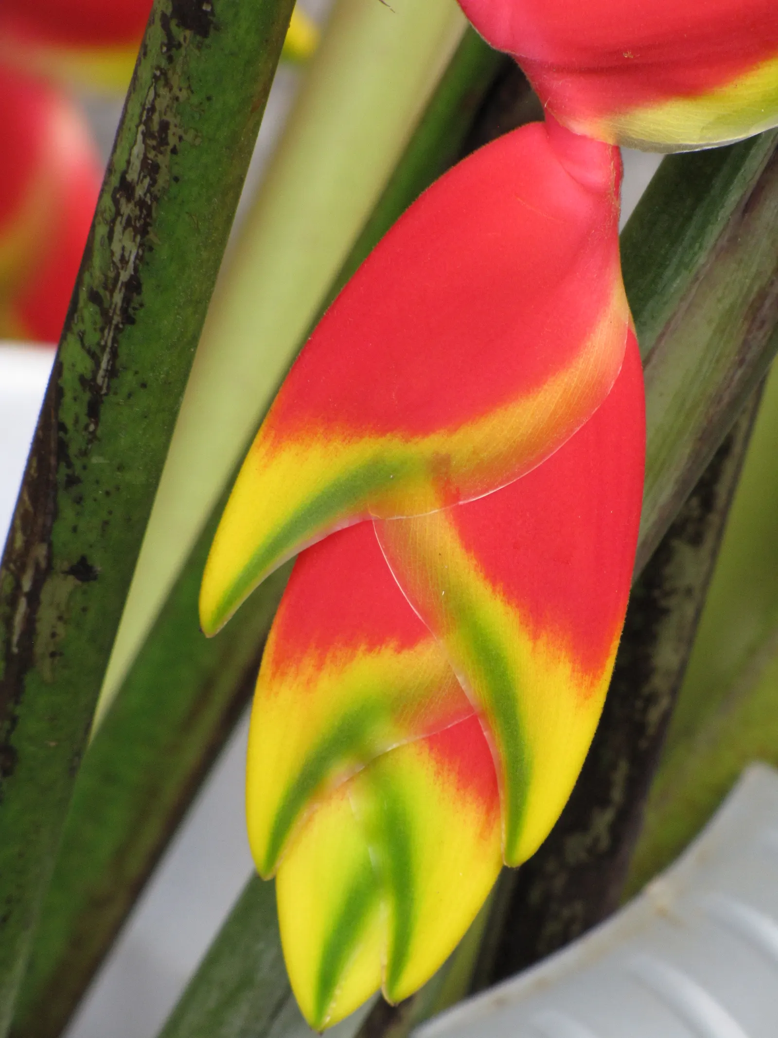 Hanging Lobster Claw (Heliconia Rostrata) — maintaining consistent moisture is crucial; however; ensuring that seasonal frosts do not threaten its, image 104