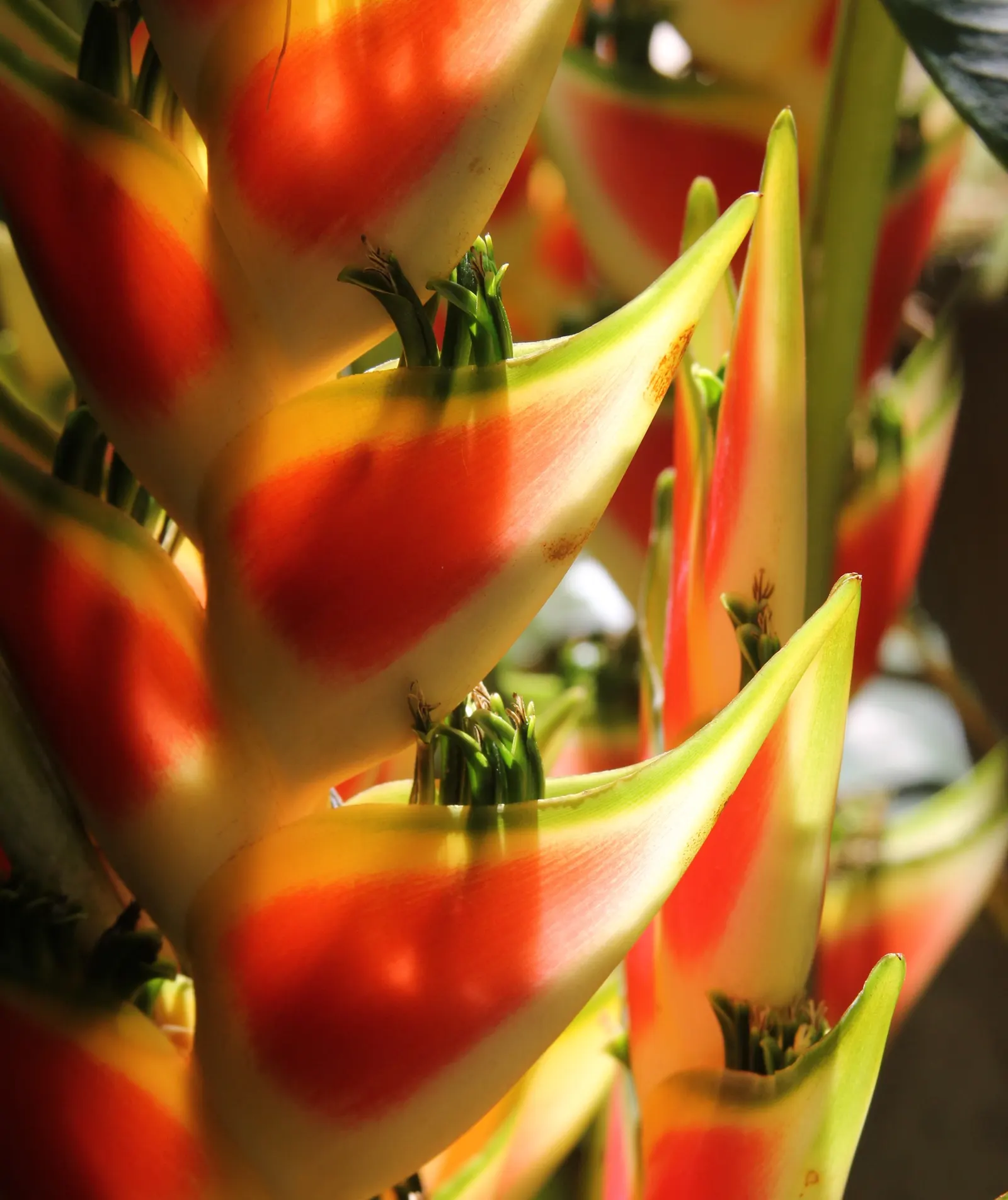Hanging Lobster Claw (Heliconia Rostrata) — This eye-catching plant reaches up to 3-5 feet tall, with each flower around 12-30 inches long, image 85