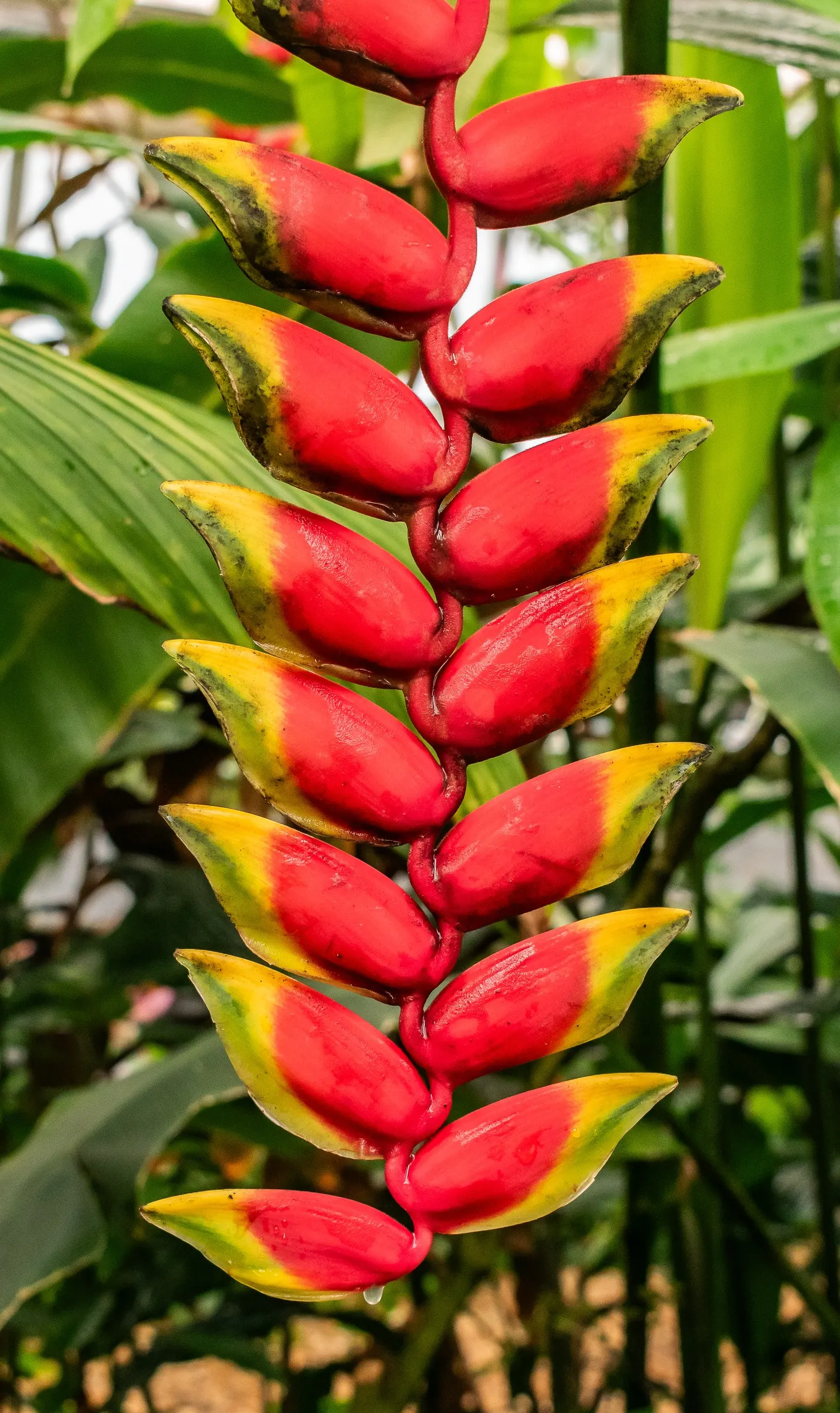 Hanging Lobster Claw (Heliconia Rostrata) — Generous watering and high humidity replicate its native rainforest environment; especially in regions, image 87