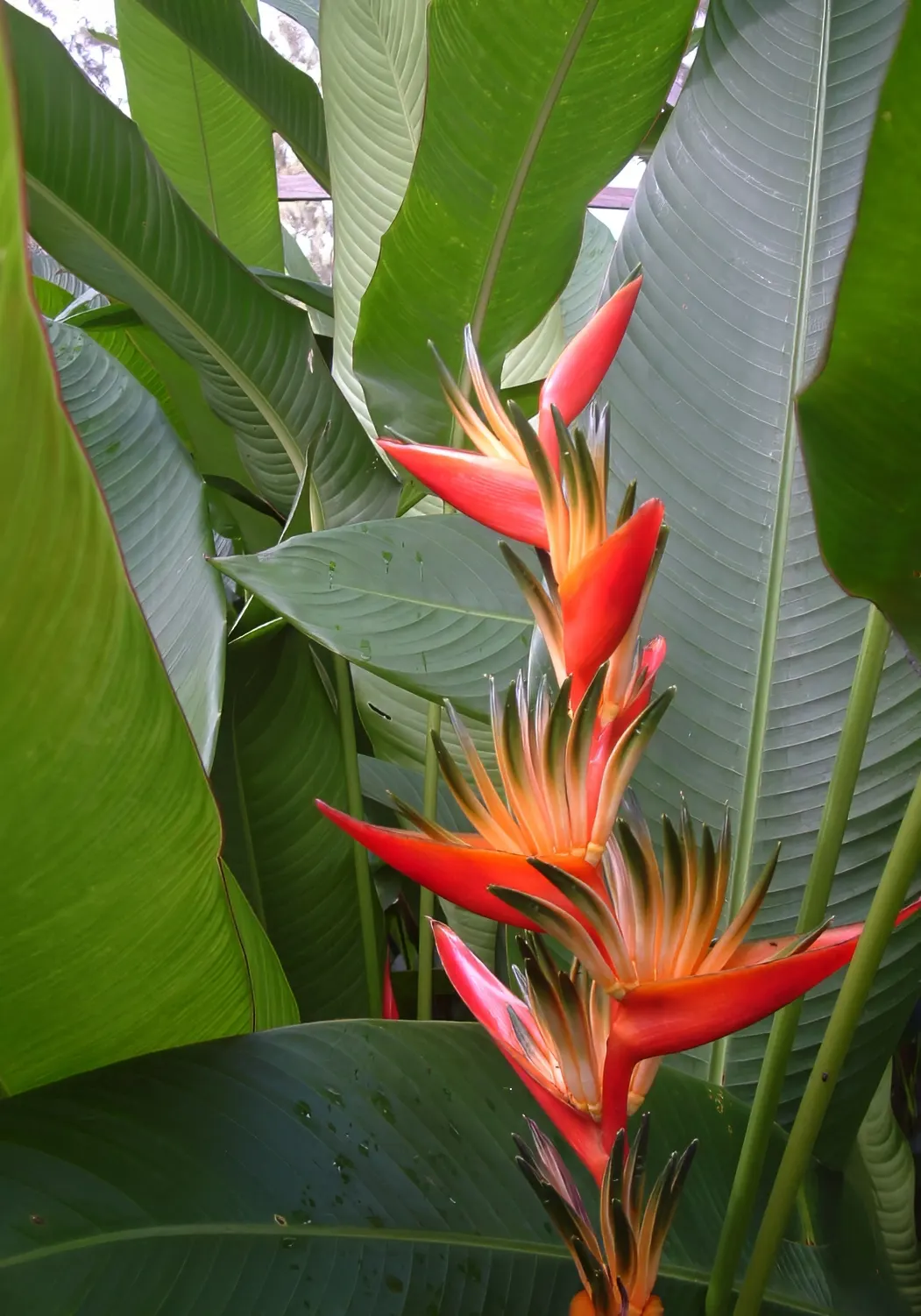 Hanging Lobster Claw (Heliconia Rostrata) — shrub / tree for full or half; ensuring that seasonal frosts do not threaten its vibrancy and allure