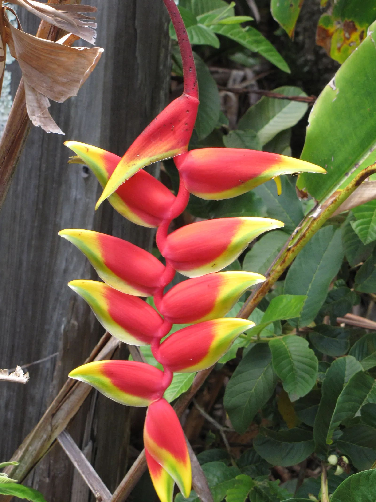 Hanging Lobster Claw (Heliconia Rostrata) — stretching upwards on stiff