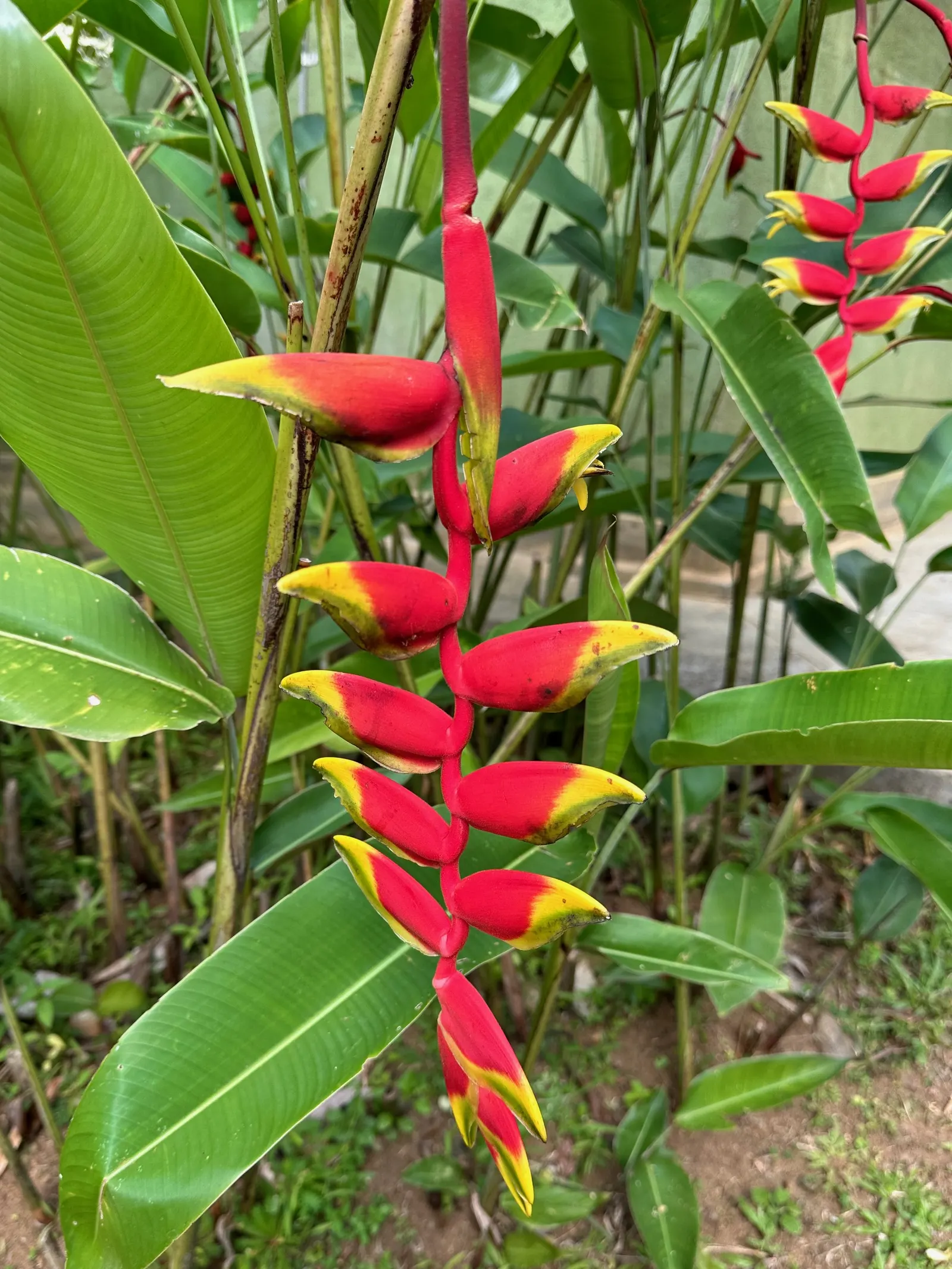 Hanging Lobster Claw (Heliconia Rostrata) — Thriving in zones 9b-11, it prefers partial shade and well-draining soil; the distinctive bracts present a vivid