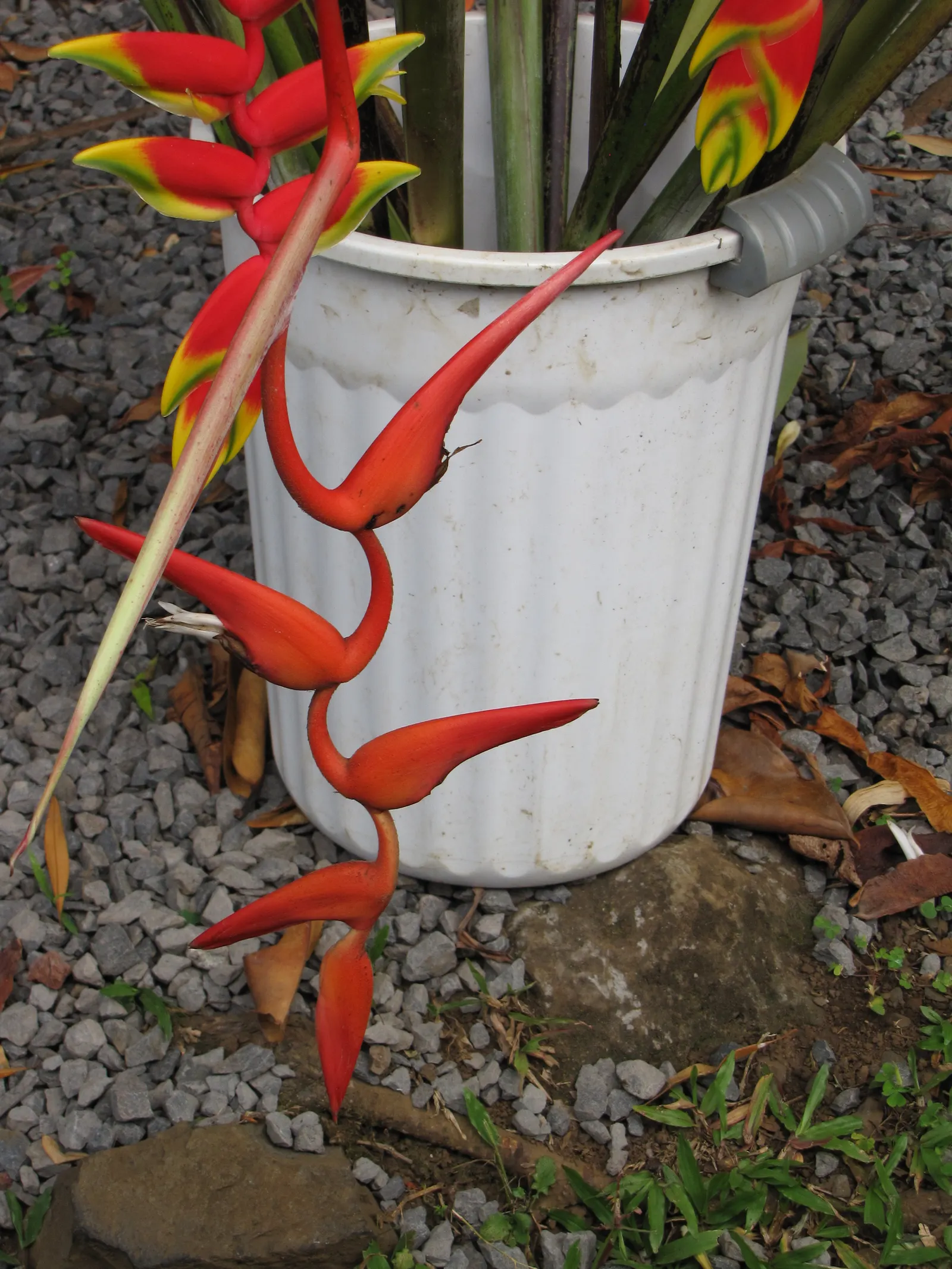 Hanging Lobster Claw (Heliconia Rostrata) — It's important to note that Heliconia rostrata flourishes in USDA Hardiness Zones 10 to 13