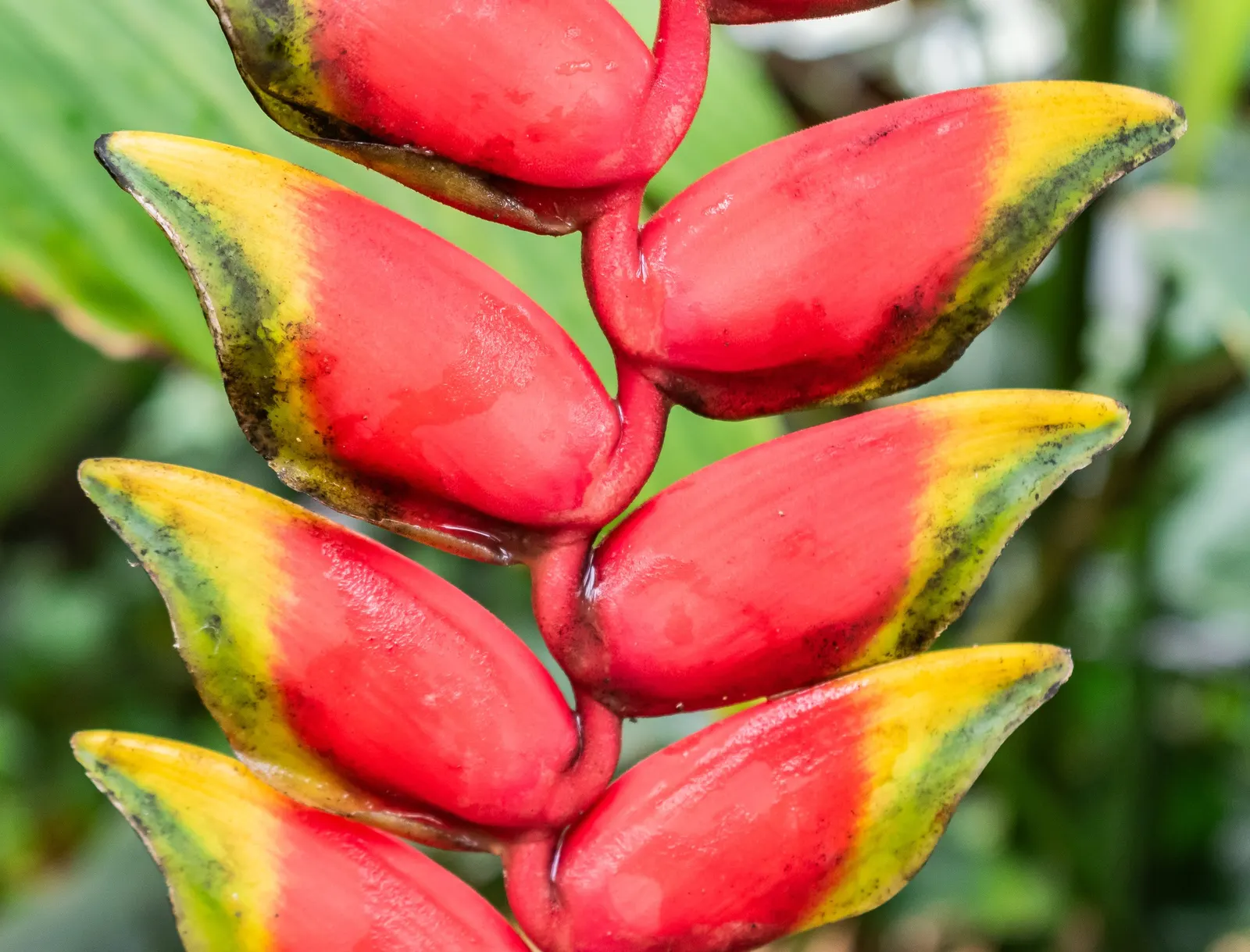 Hanging Lobster Claw (Heliconia Rostrata) — shrub / tree with green and multi-colored and red blooms; especially in regions that experience intense afternoon