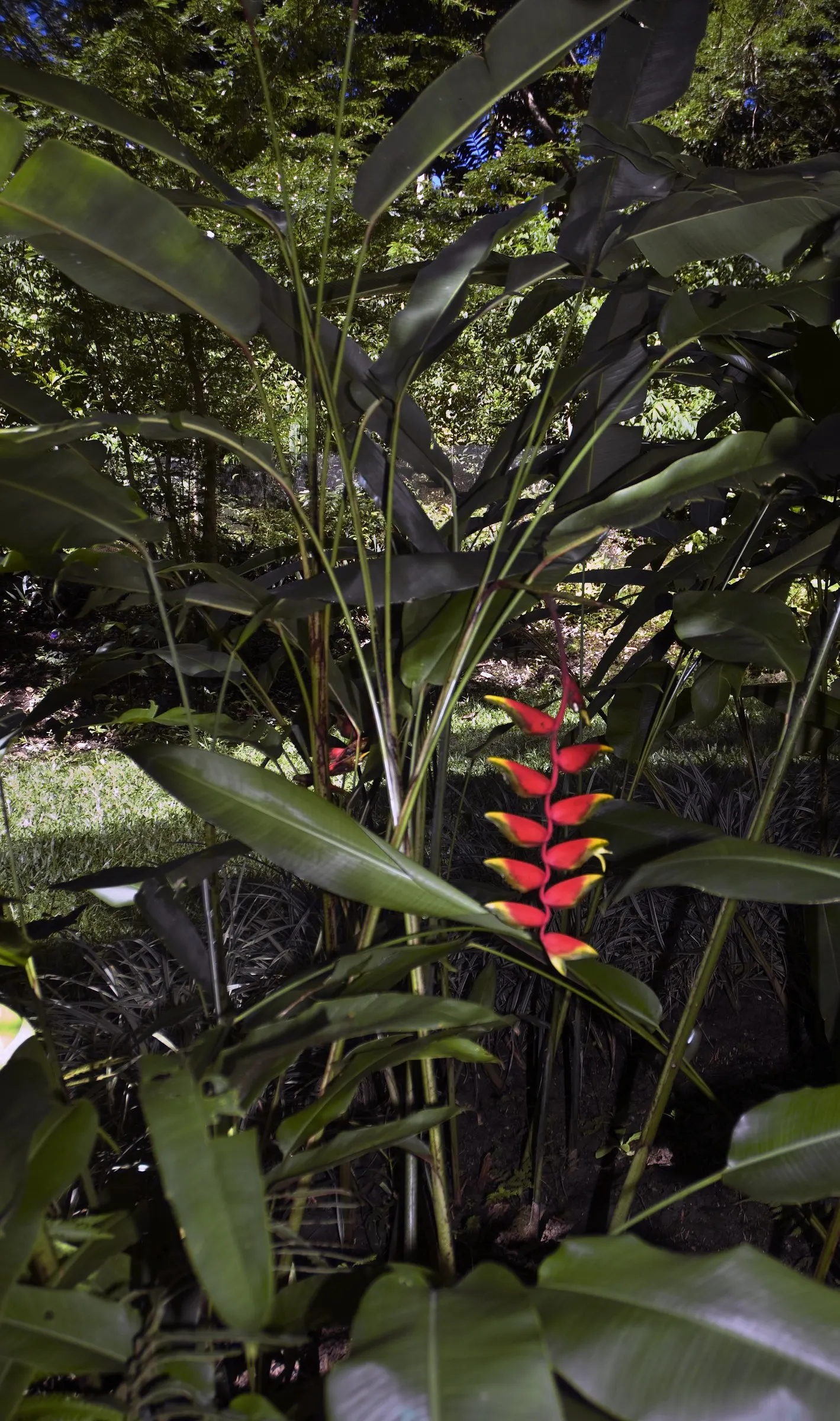 Hanging Lobster Claw (Heliconia Rostrata) — Generous watering and high humidity replicate its native rainforest environment; especially in regions, image 115