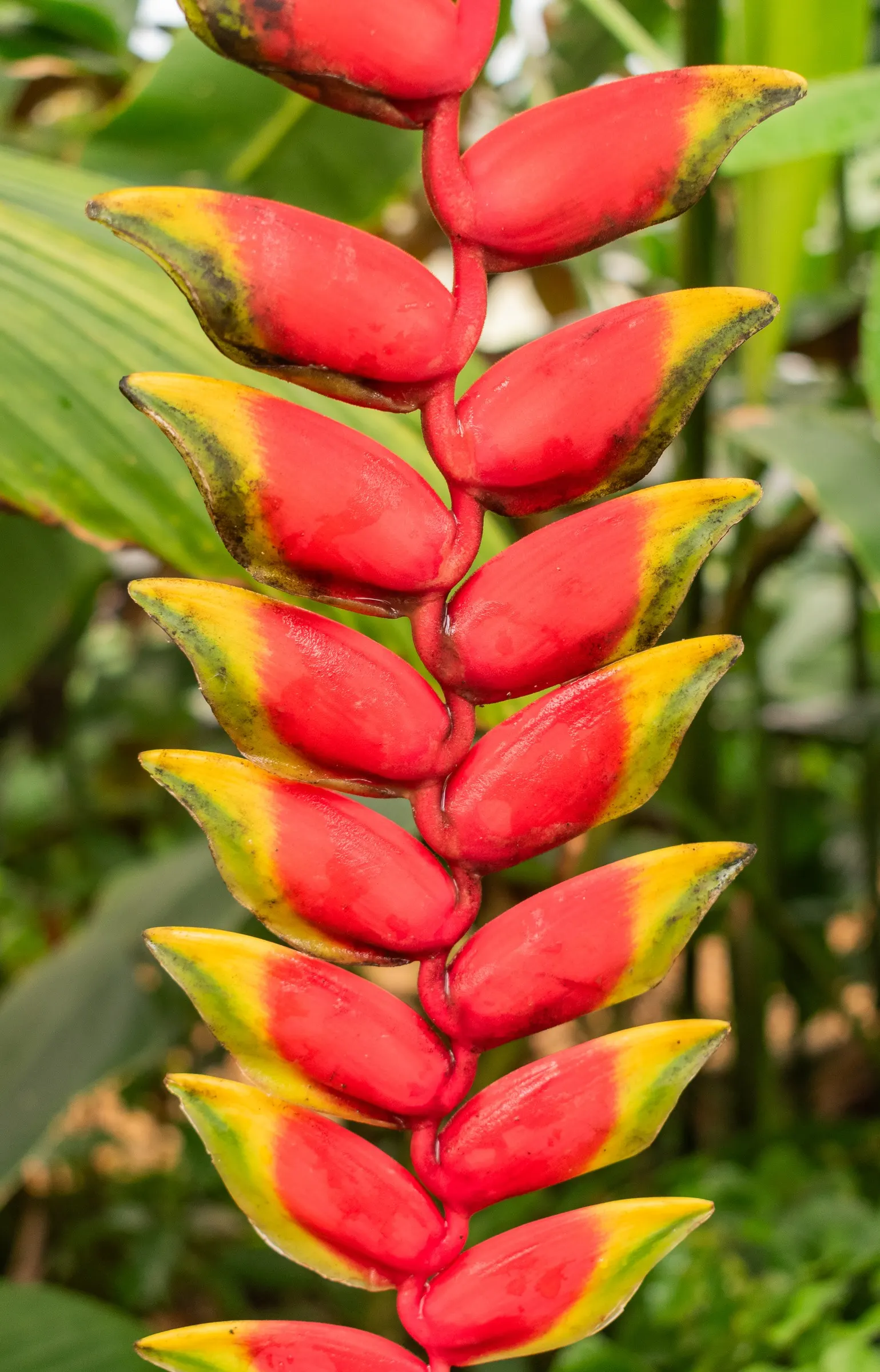 Hanging Lobster Claw (Heliconia Rostrata) — ensuring that seasonal frosts do not threaten its vibrancy and allure; ensuring a lush display for any, image 81
