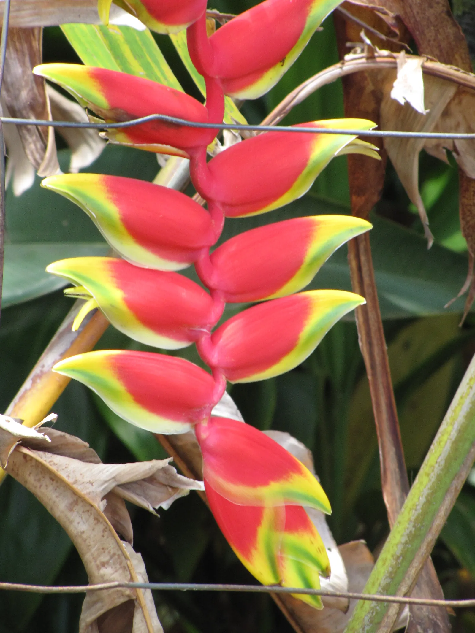 Hanging Lobster Claw (Heliconia Rostrata) — shrub / tree with green and multi-colored and red blooms
