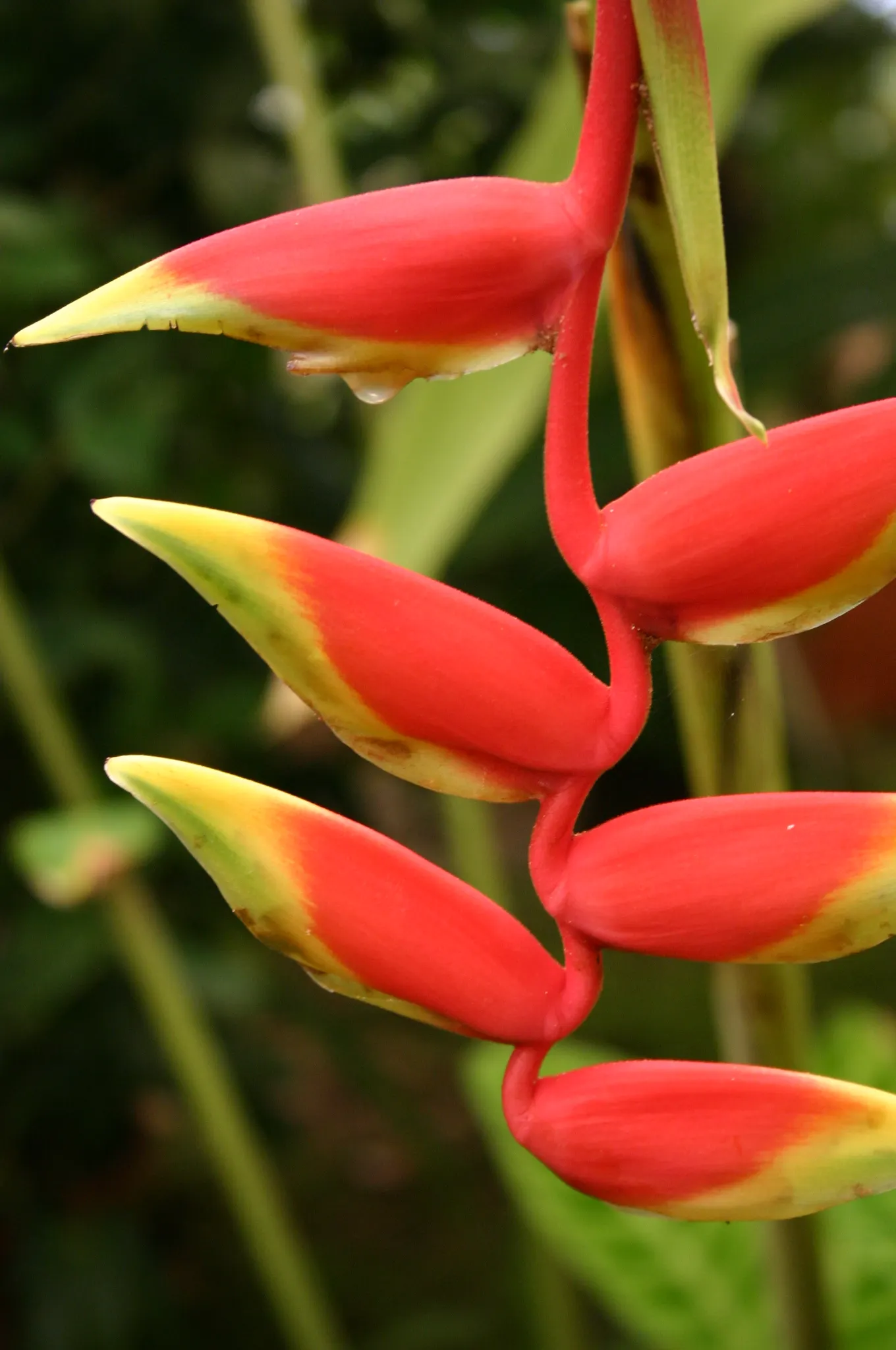 Hanging Lobster Claw (Heliconia Rostrata) — offering a bold contrast against the lush green foliage; ensuring that seasonal frosts do not threaten, image 96