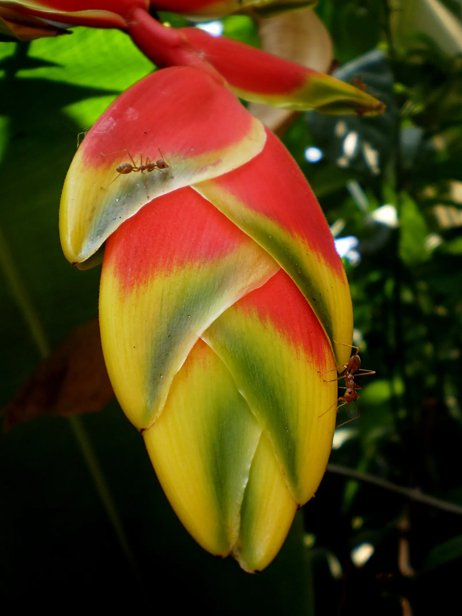 Hanging Lobster Claw (Heliconia Rostrata) — ensuring that seasonal frosts do not threaten its vibrancy and allure; ensuring a lush display for any exotic