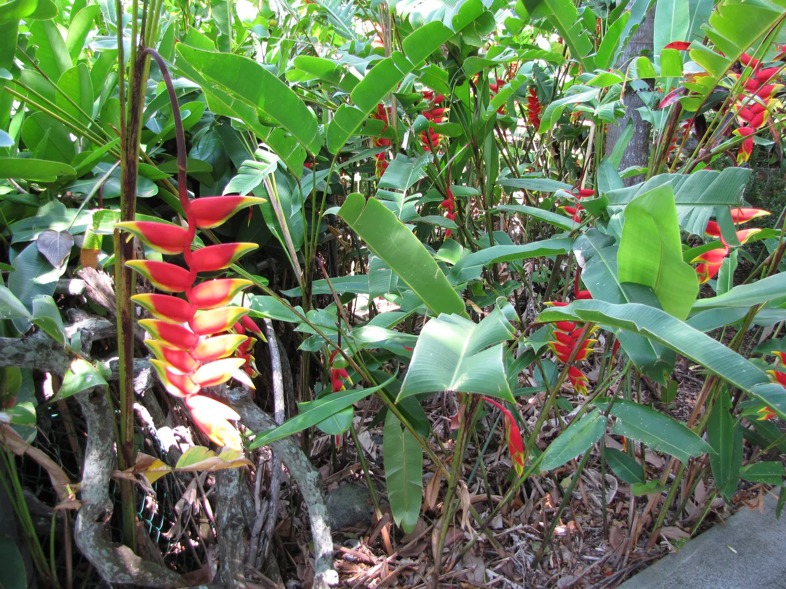 Hanging Lobster Claw (Heliconia Rostrata) — lance-shaped leaves that can grow to a length of 2 to 3 feet