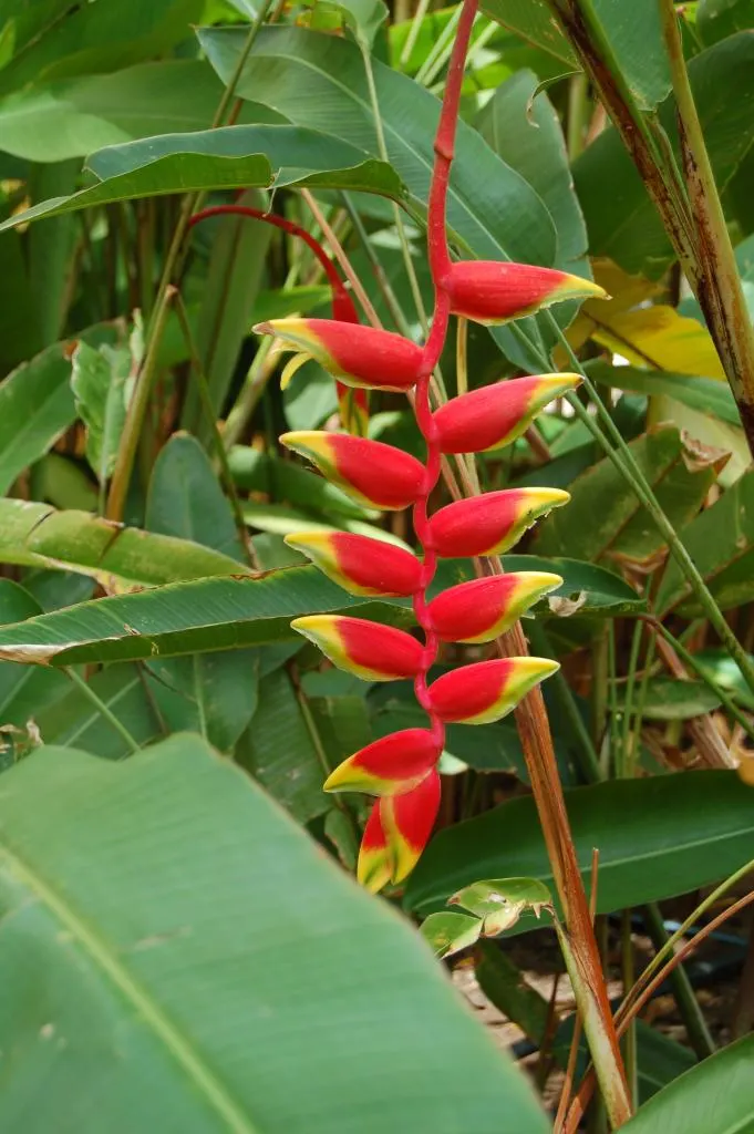 Hanging Lobster Claw (Heliconia Rostrata) — this plant serves as an ideal focal point; the distinctive bracts present a vivid red to orange hue, image 78