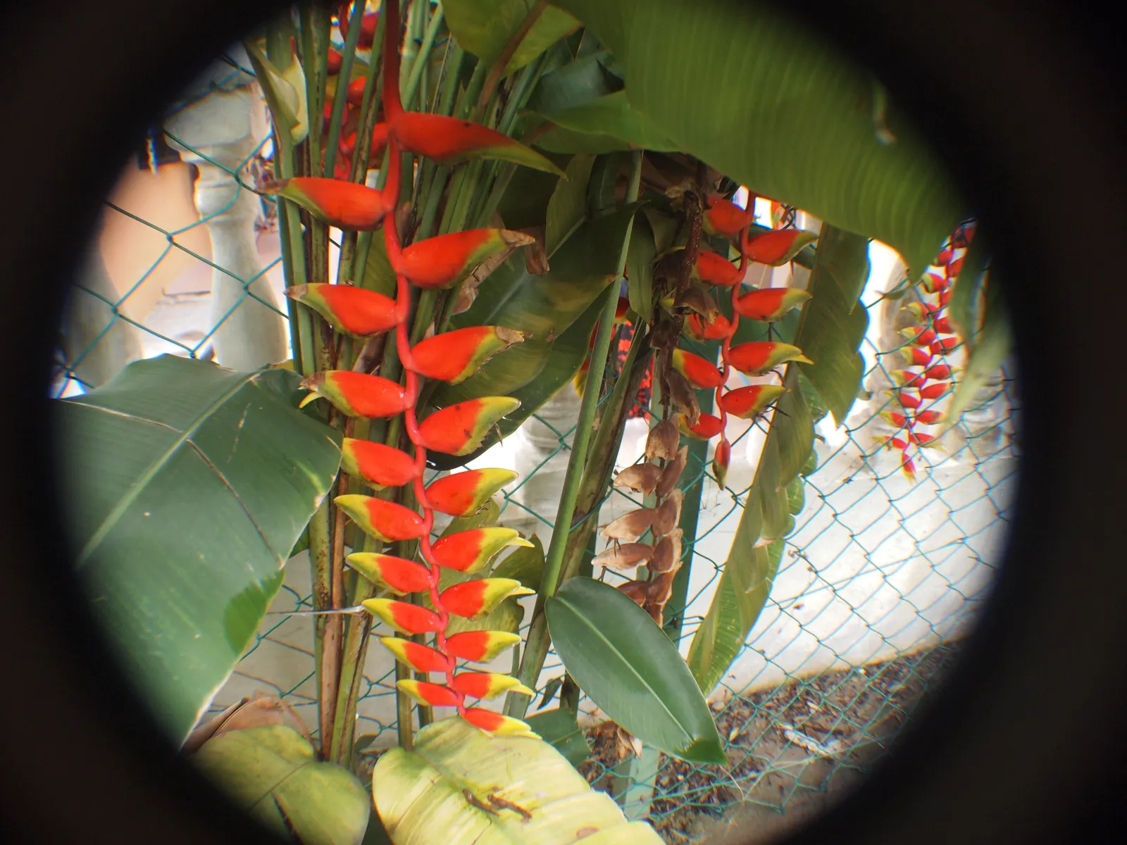 Hanging Lobster Claw (Heliconia Rostrata) — maintaining consistent moisture is crucial; however; ensuring that seasonal frosts do not threaten its, image 76