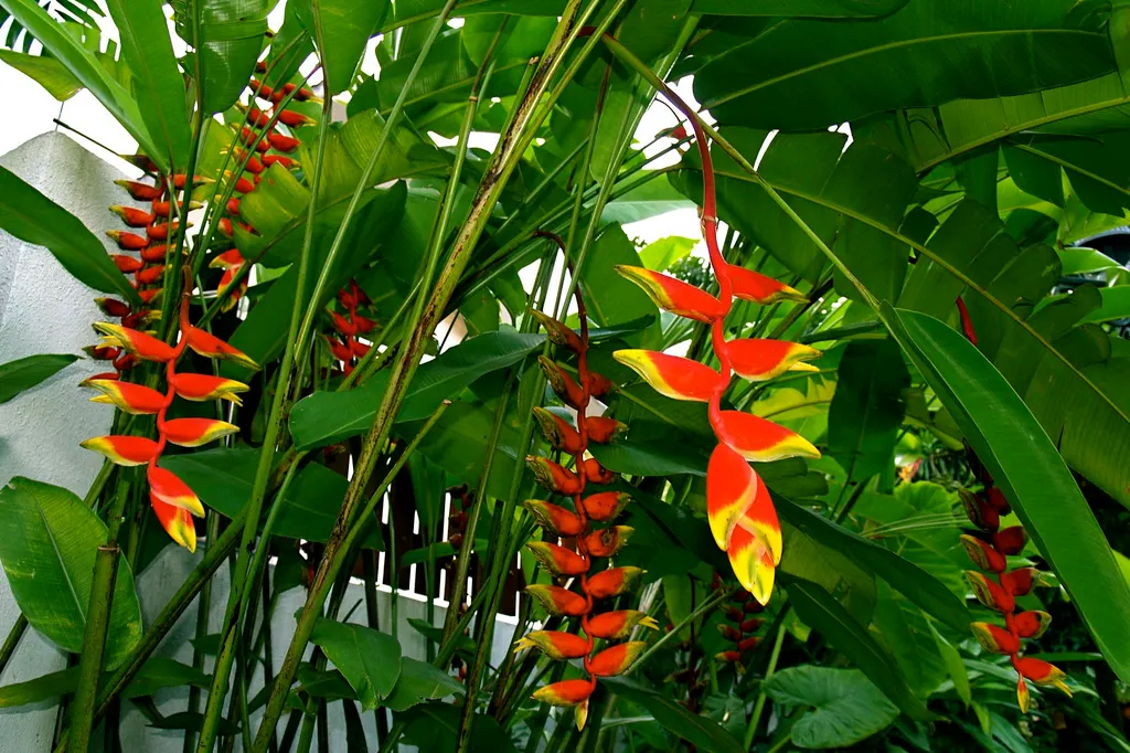 Hanging Lobster Claw (Heliconia Rostrata) — this plant serves as an ideal focal point; the distinctive bracts present a vivid red to orange hue, image 106