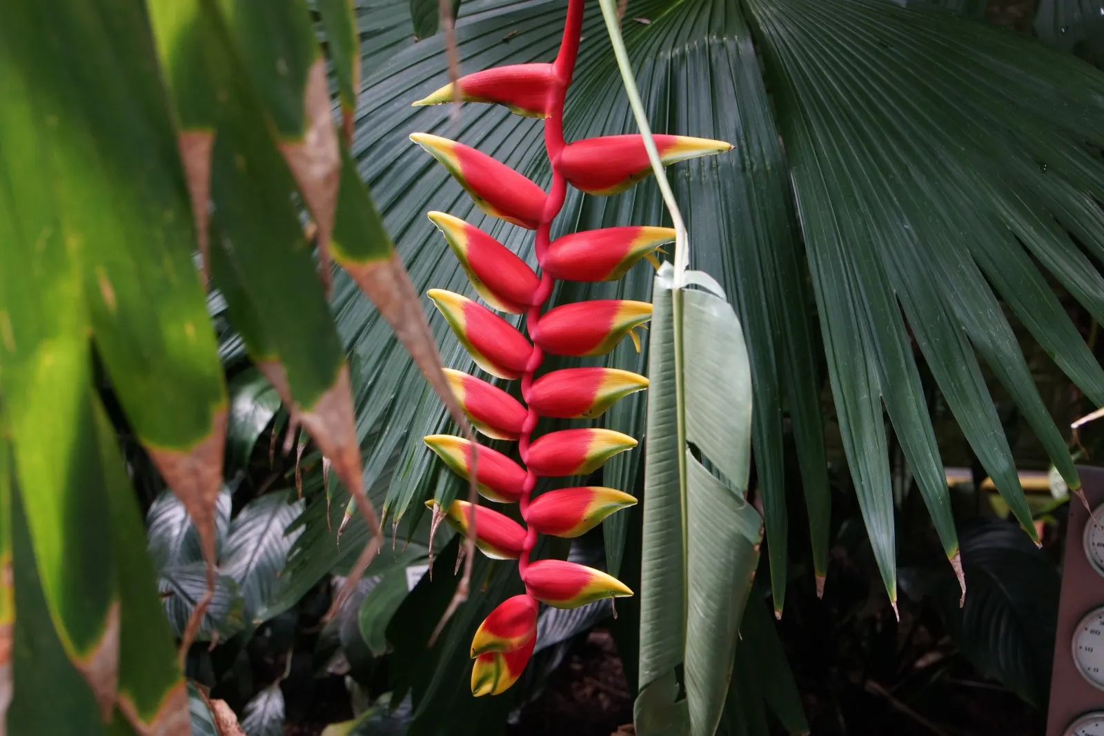 Hanging Lobster Claw (Heliconia Rostrata) — especially in regions that experience intense afternoon sun; the distinctive bracts present a vivid red, image 74