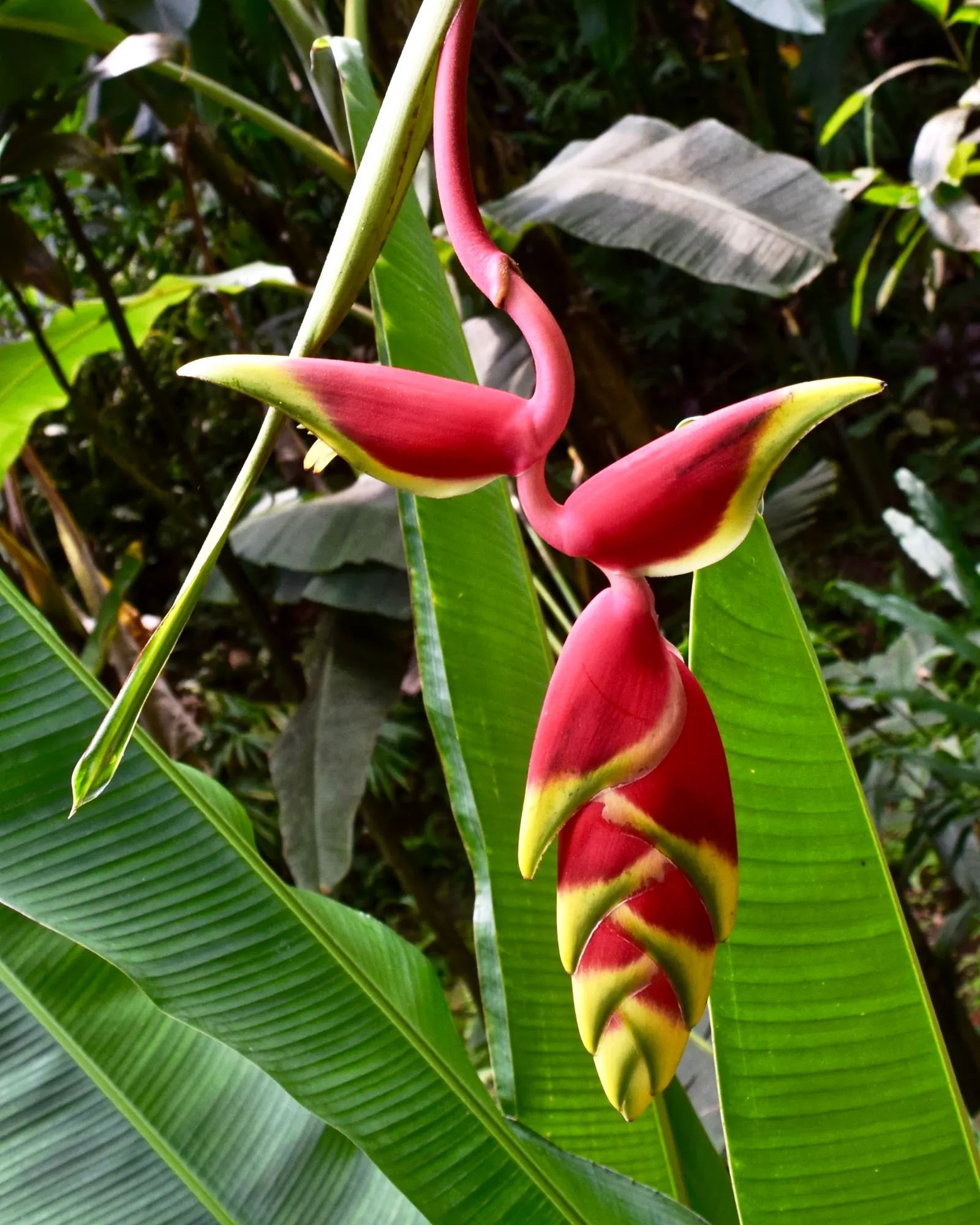 Hanging Lobster Claw (Heliconia Rostrata) — stretching upwards on stiff; the distinctive bracts present a vivid red to orange hue with occasional, image 98