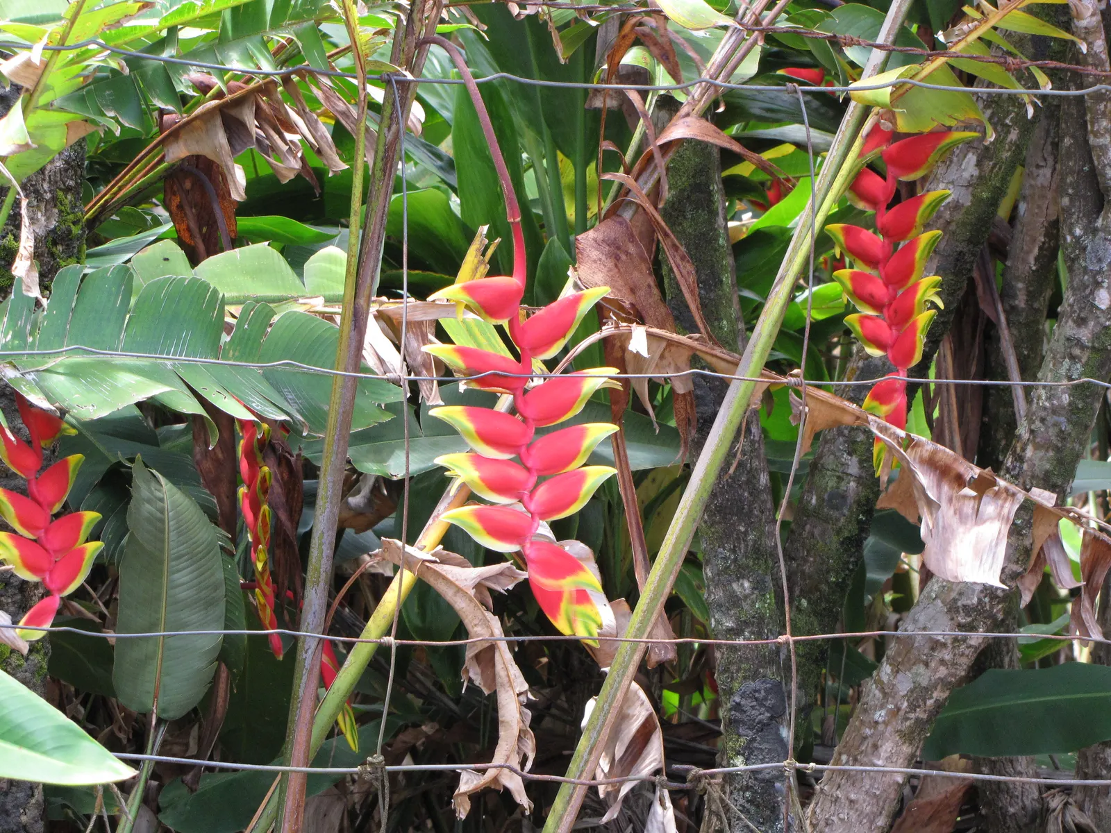 Hanging Lobster Claw (Heliconia Rostrata) — scientifically known as Heliconia rostrata