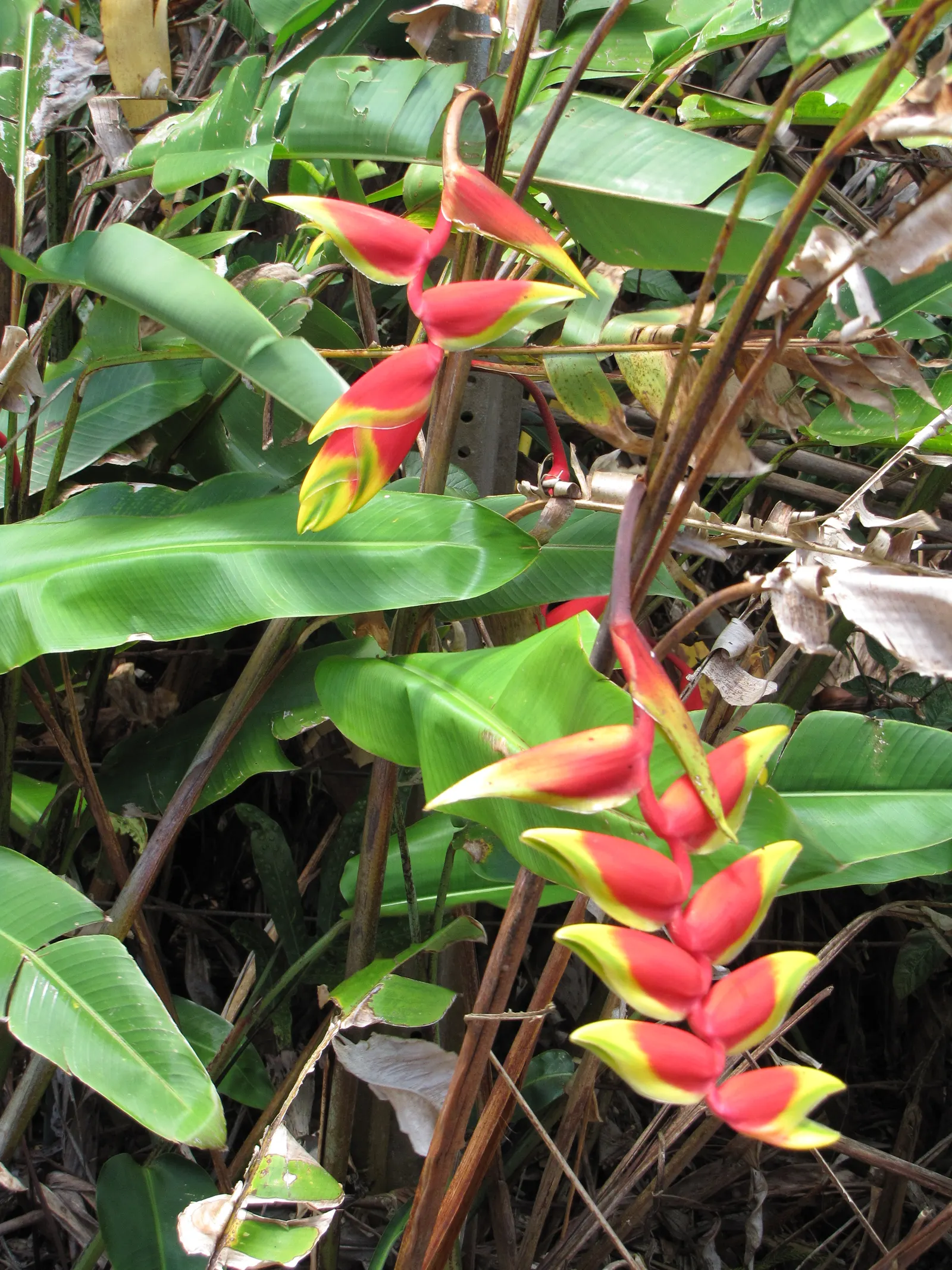 Hanging Lobster Claw (Heliconia Rostrata) — scientifically known as Heliconia rostrata; ensuring a lush display for any exotic landscape centerpiece
