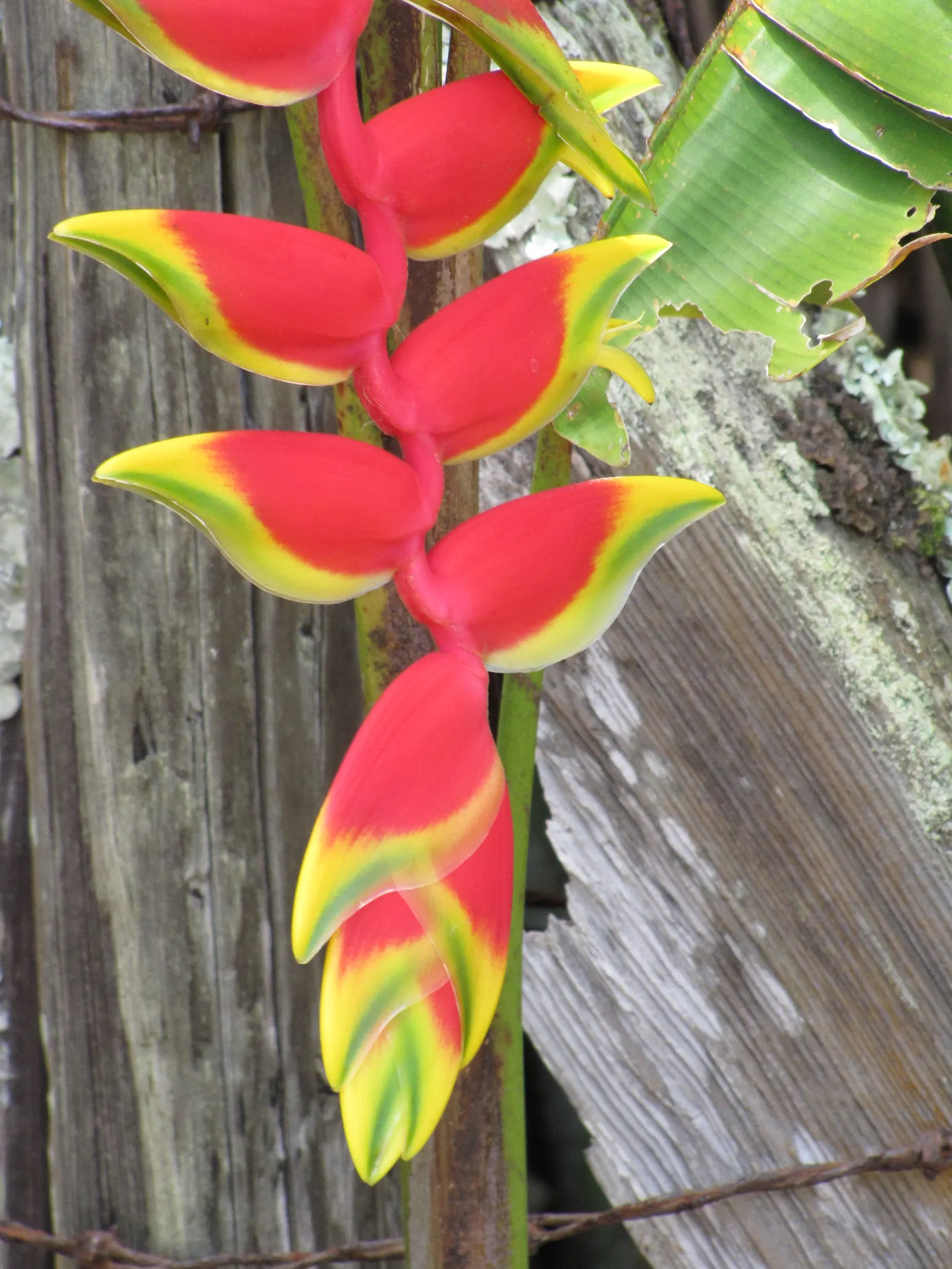 Hanging Lobster Claw (Heliconia Rostrata) — For the client desiring a tropical or exotic theme