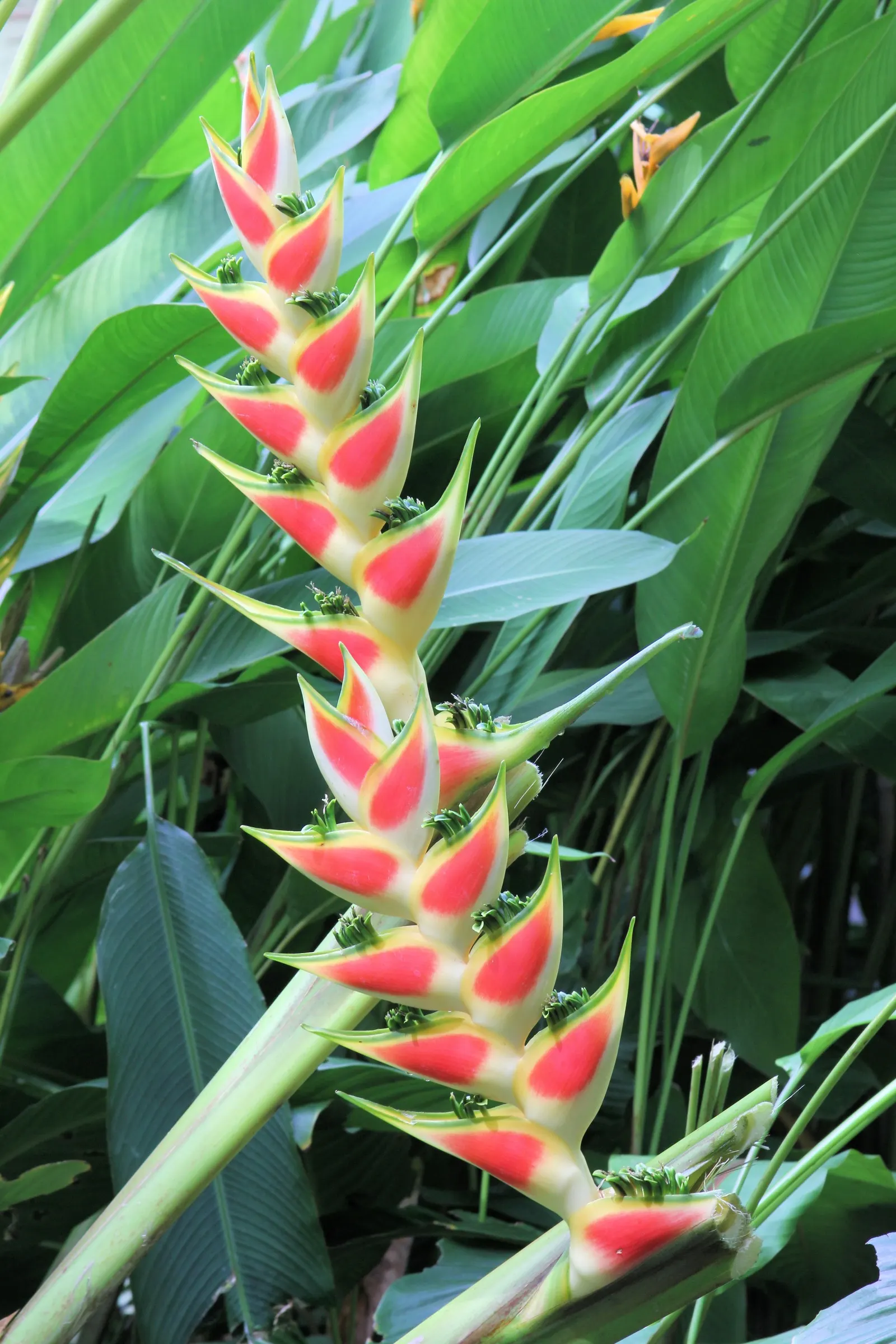 Hanging Lobster Claw (Heliconia Rostrata) — Originating from the rainforests of Central and South America; especially in regions that experience, image 91