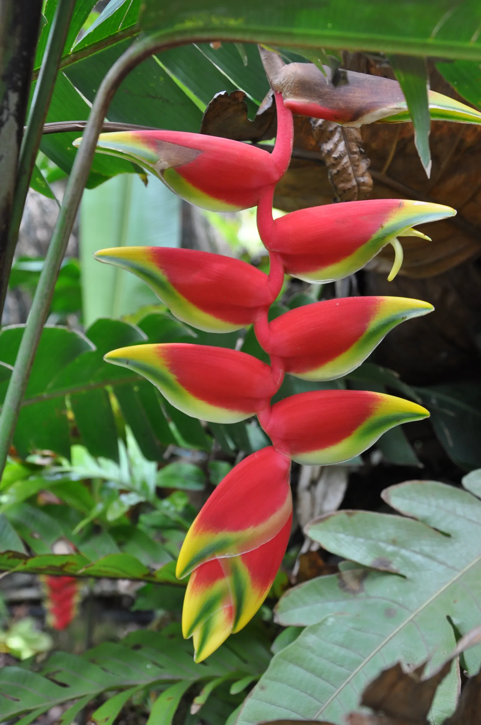 Hanging Lobster Claw (Heliconia Rostrata) — To encourage prolific blooming; especially in regions that experience intense afternoon sun, image 103