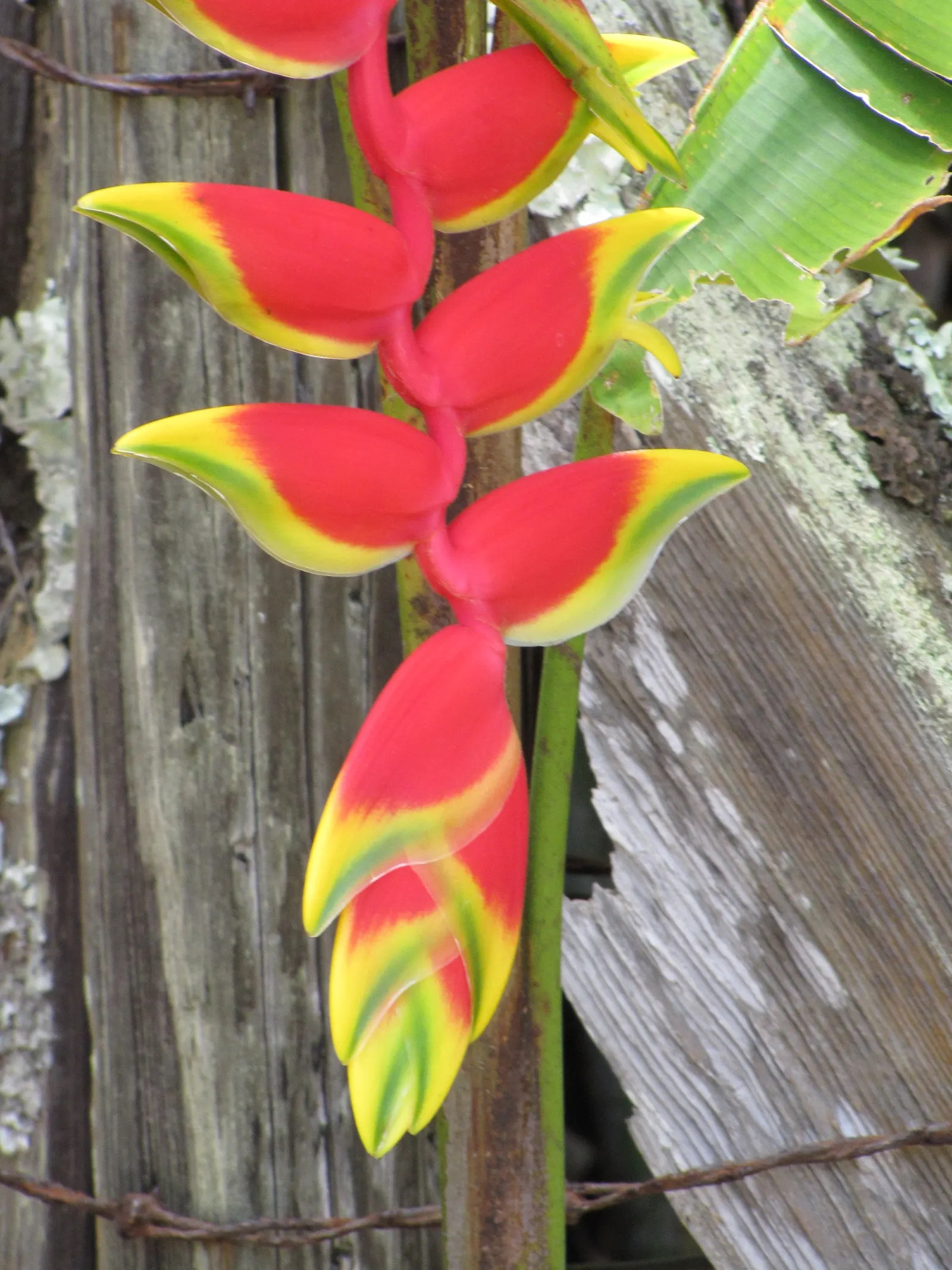 Hanging Lobster Claw (Heliconia Rostrata) — Originating from the rainforests of Central and South America; especially in regions that experience, image 119