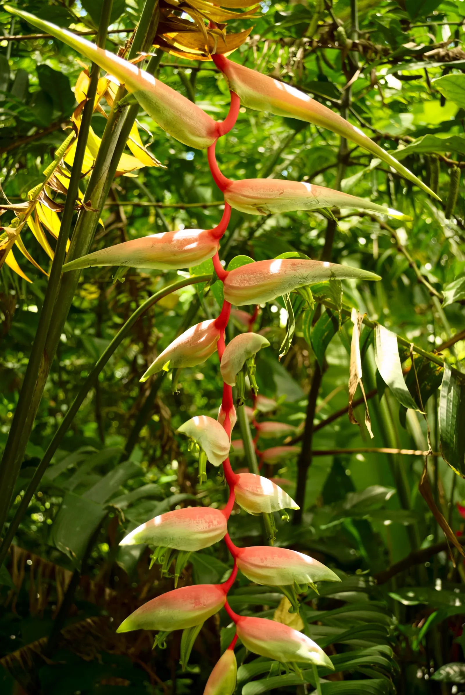 Hanging Lobster Claw (Heliconia Rostrata) — Heliconia rostrata requires a well-draining soil rich in organic matter; ensuring that seasonal frosts, image 72